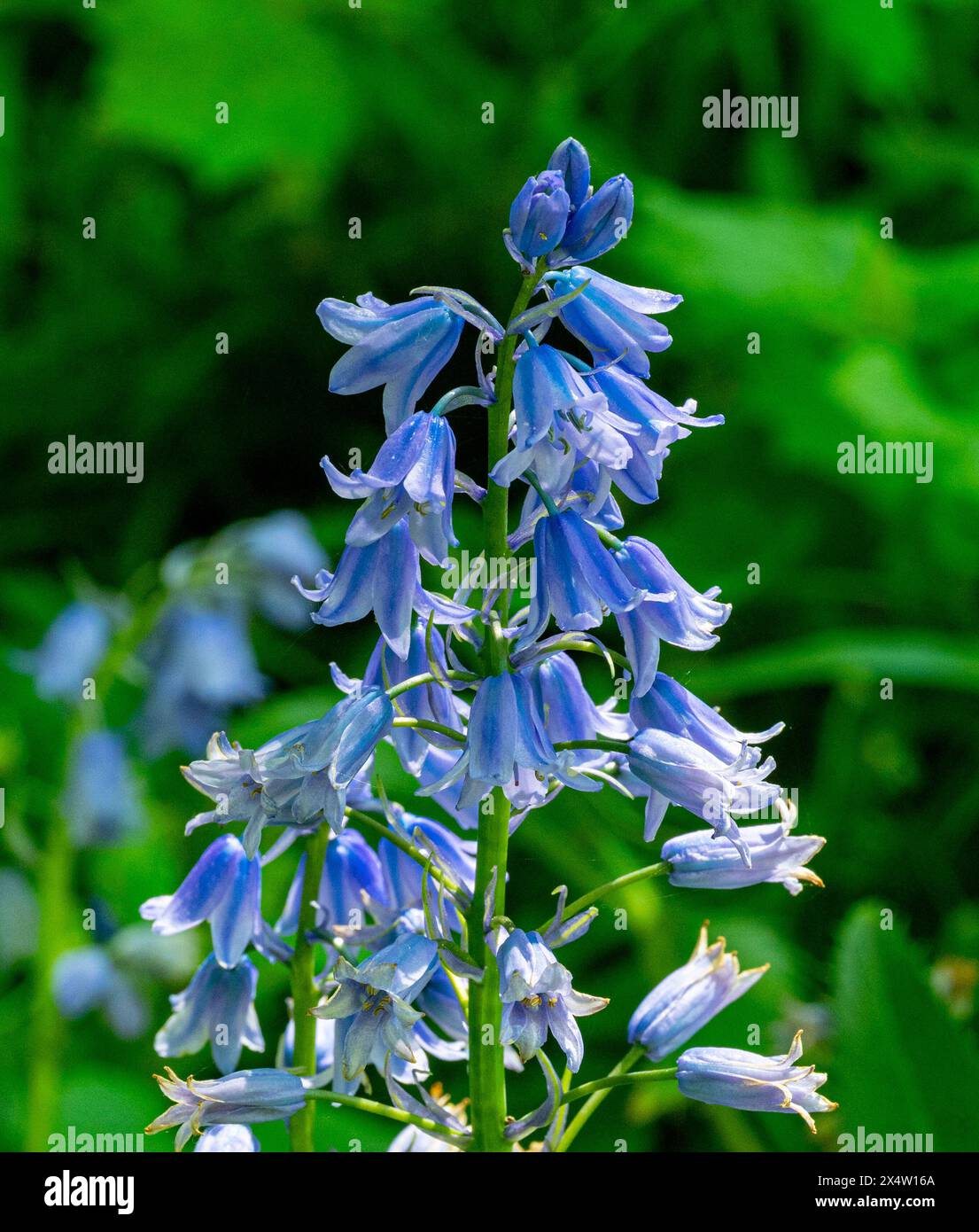 Hyacinthoides hispanica Bluebell espagnole Banque D'Images