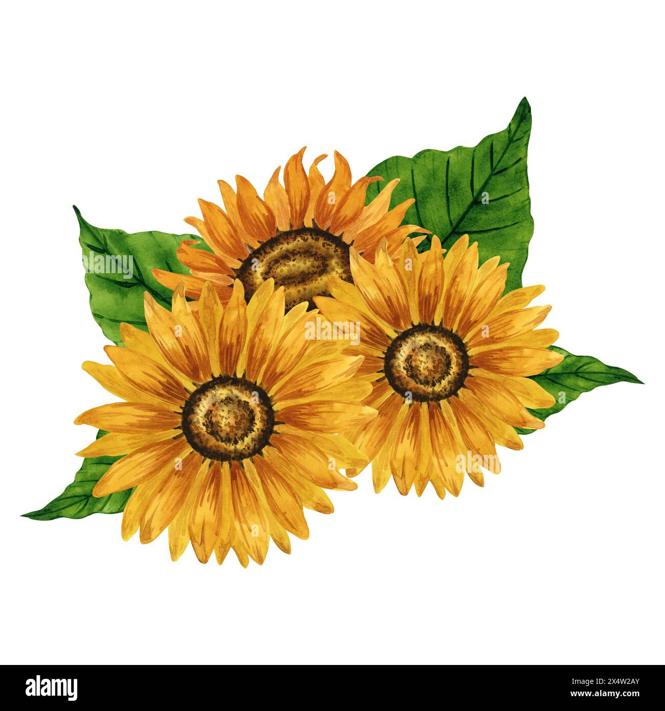 Bouquet de tournesols aquarelle, arrangement floral, composition de fleurs jaunes. Illustration botanique dessinée à la main. Dessin de fleurs d'été. Automne Banque D'Images