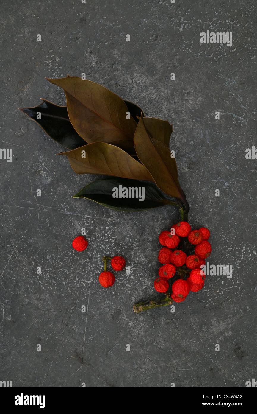 Brin de houx avec des feuilles brunes séchées et des baies rouges péchées couchées sur de l'étain Banque D'Images