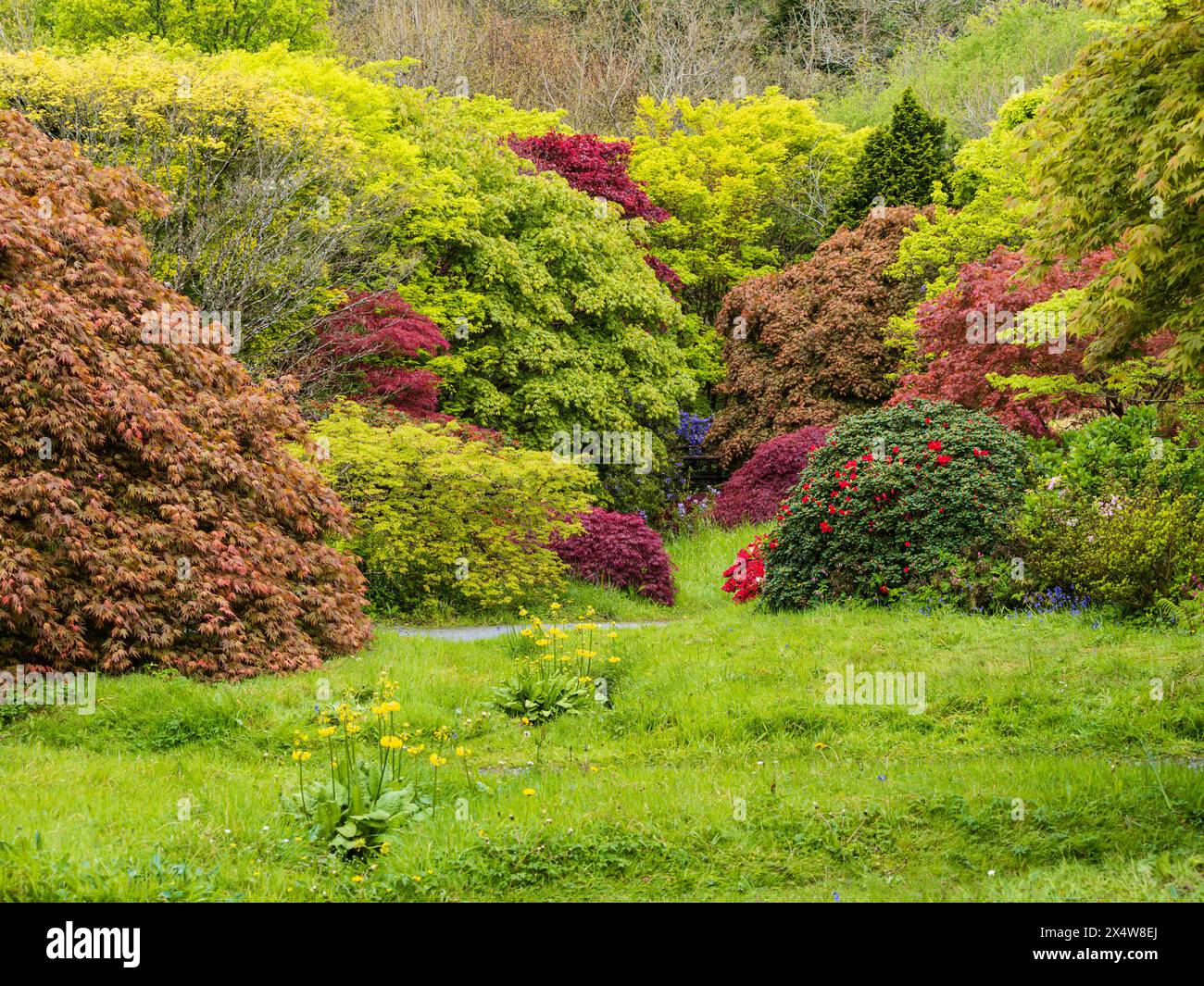 Le feuillage printanier des variétés Acer palmatum prédomine dans la Glade Acer au Garden House, Devon, Royaume-Uni Banque D'Images Le feuillage printanier des variétés Acer palmatum prédomine dans la Glade Acer au Garden House, Devon, Royaume-Uni Banque D'Images