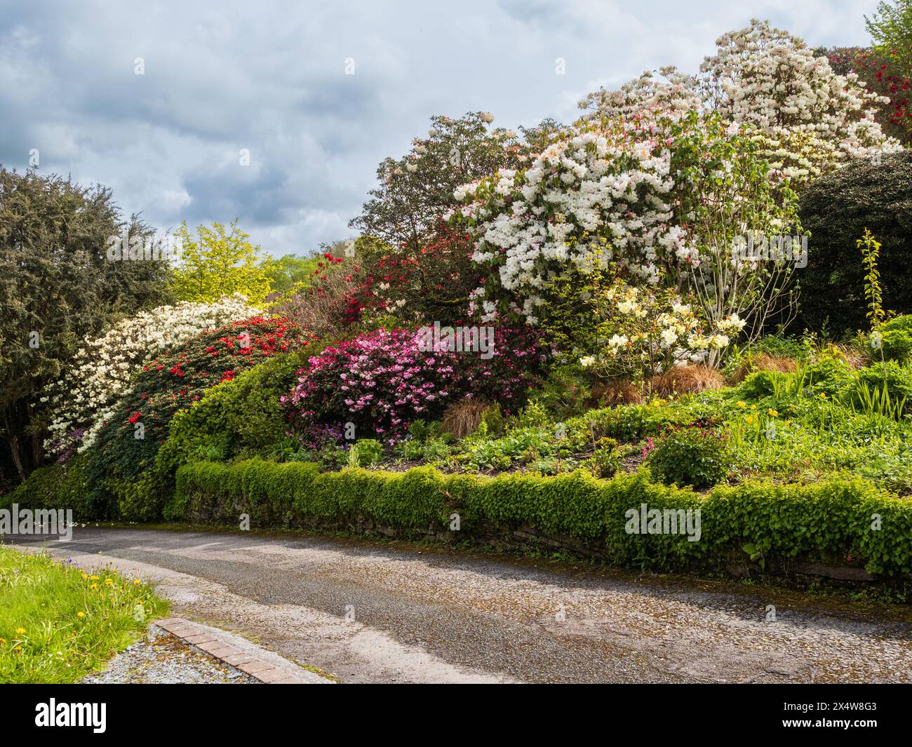 Exposition massive de Rhododendron de printemps sur une rive de la route à la Garden House, Buckland Monachorum, Devon, Royaume-Uni Banque D'Images
