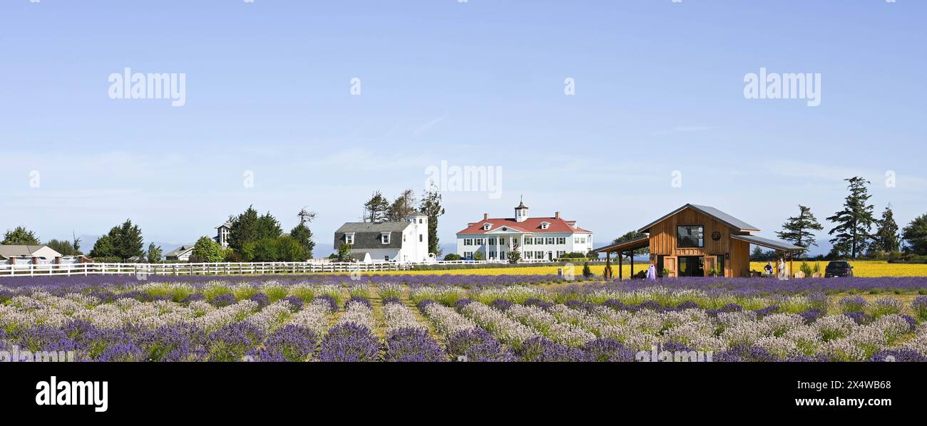 Sequim Washington saison de lavande avec de beaux bâtiments Banque D'Images