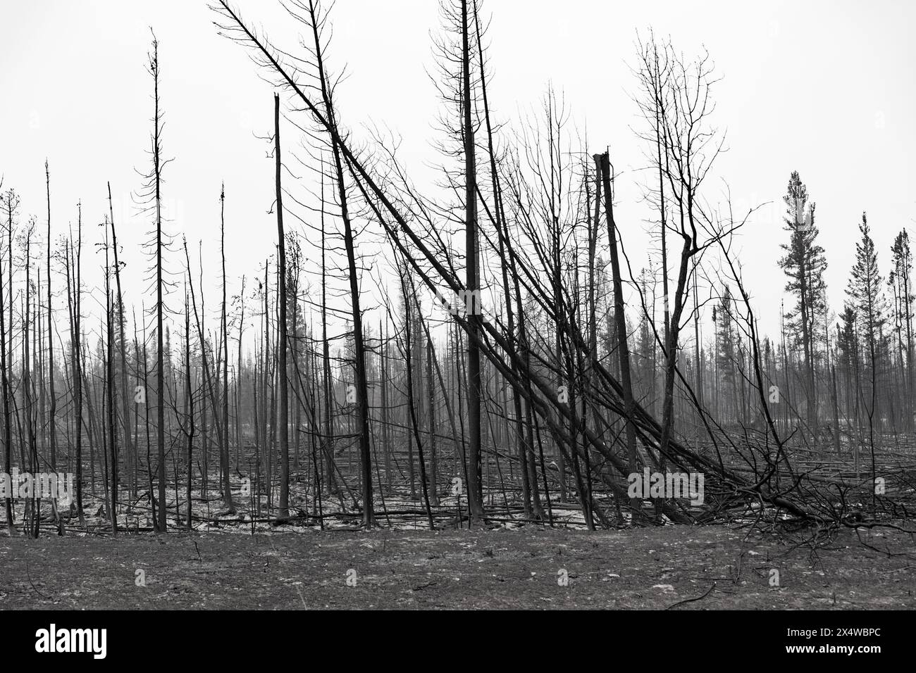 Arbres brûlés par des feux de forêt dans les Territoires du Nord-Ouest, Canada. Plus de 4 millions d'hectares de forêt brûlés au cours de la saison. Banque D'Images