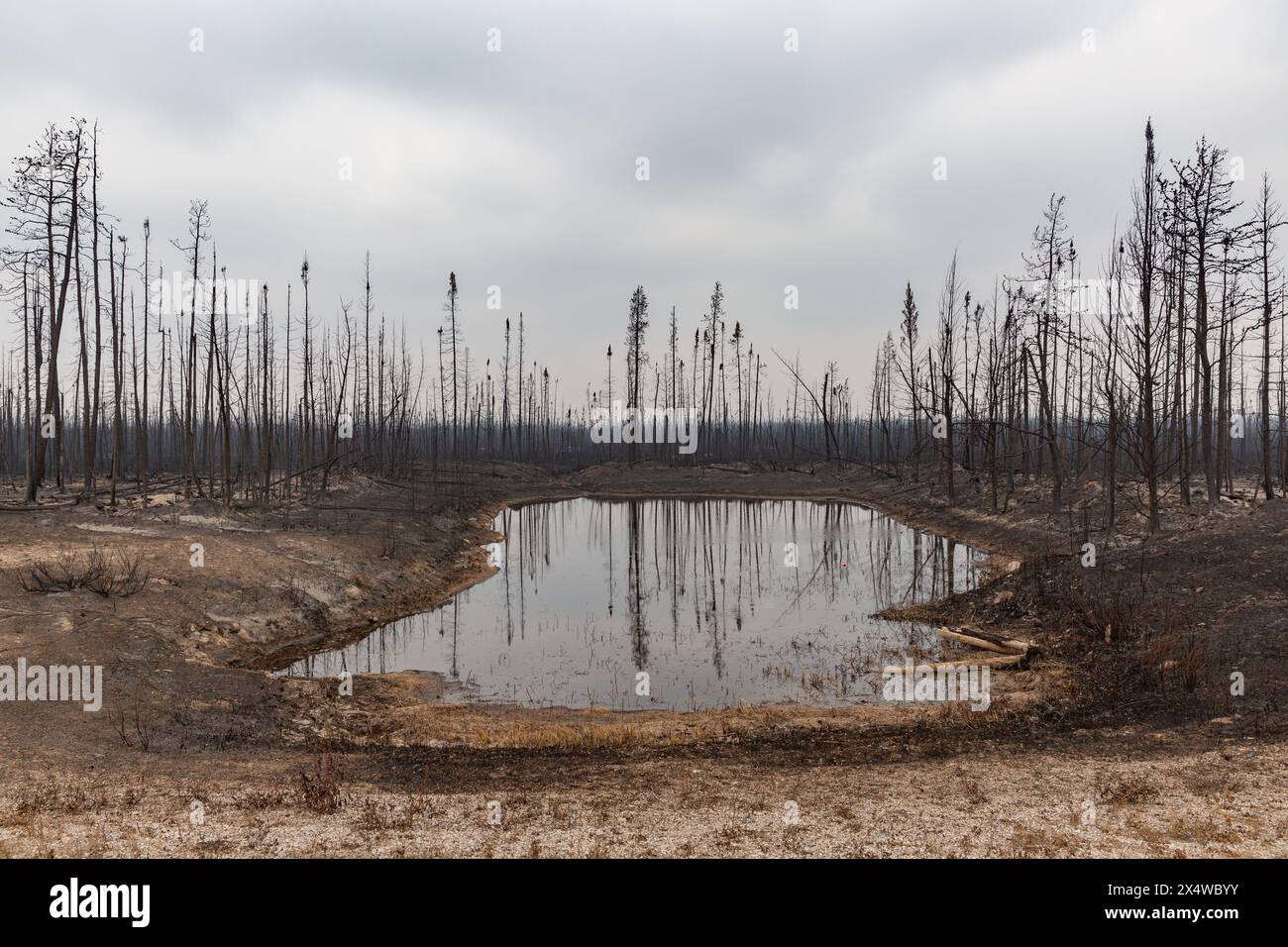 Étang entouré d'arbres brûlés le long de la route 1 lors d'un feu de forêt dans les Territoires du Nord-Ouest, Canada. Plus de 4 millions d'hectares de forêt brûlés. Banque D'Images