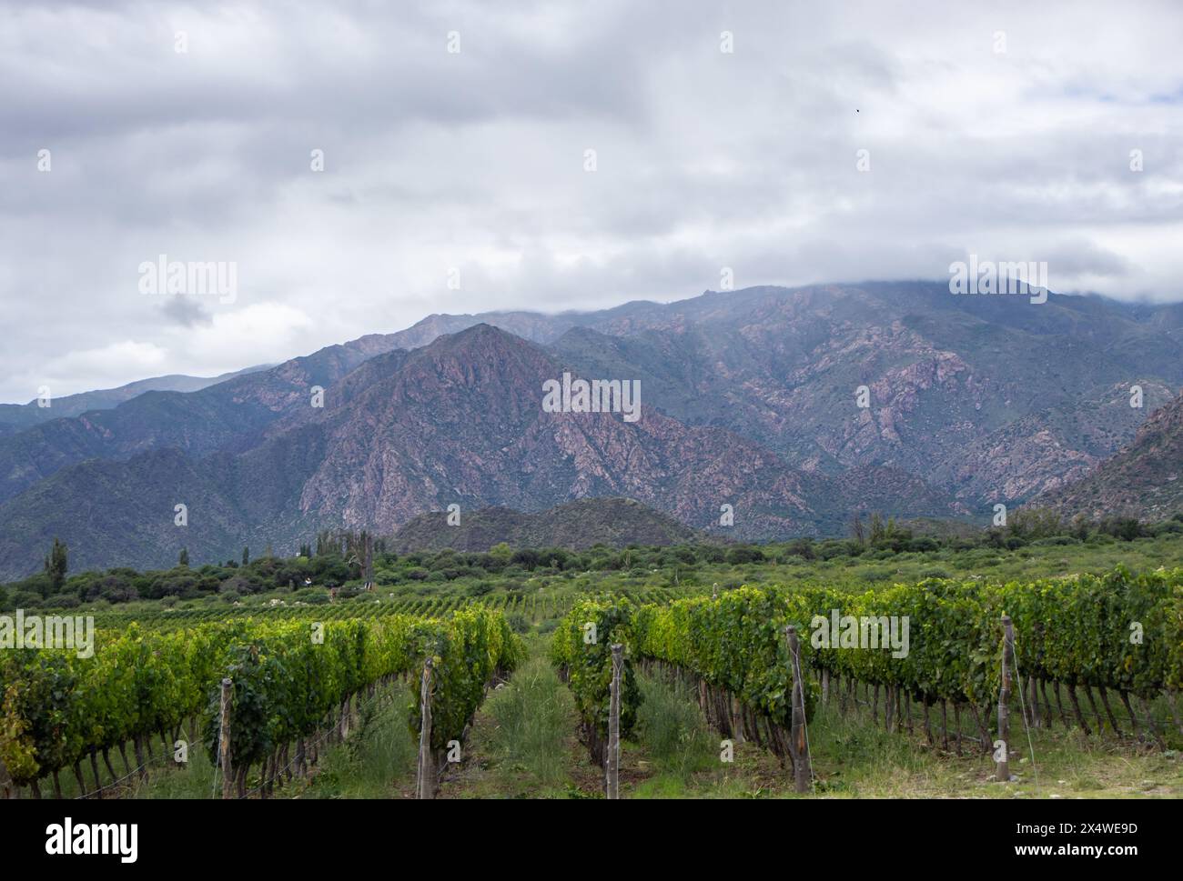 Production de vin dans une cave de haute altitude en Argentine, avec des montagnes et une tempête en arrière-plan Banque D'Images