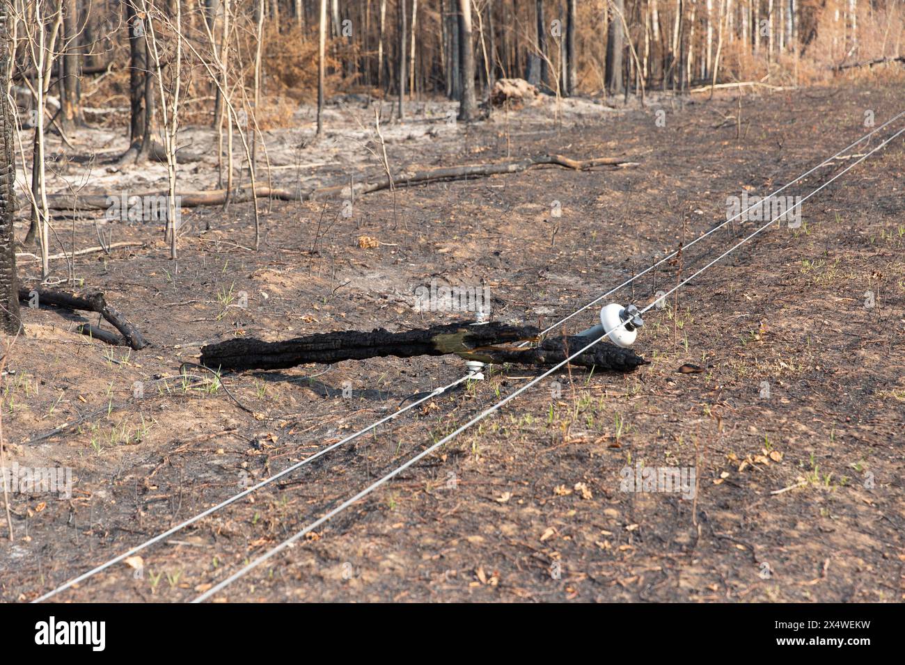 Poteau électrique brûlé par un feu de forêt le long de la route 1, près de la communauté d'Enterprise, Territoires du Nord-Ouest, Canada. Plus de 4 millions d'hectares brûlés en 2023. Banque D'Images