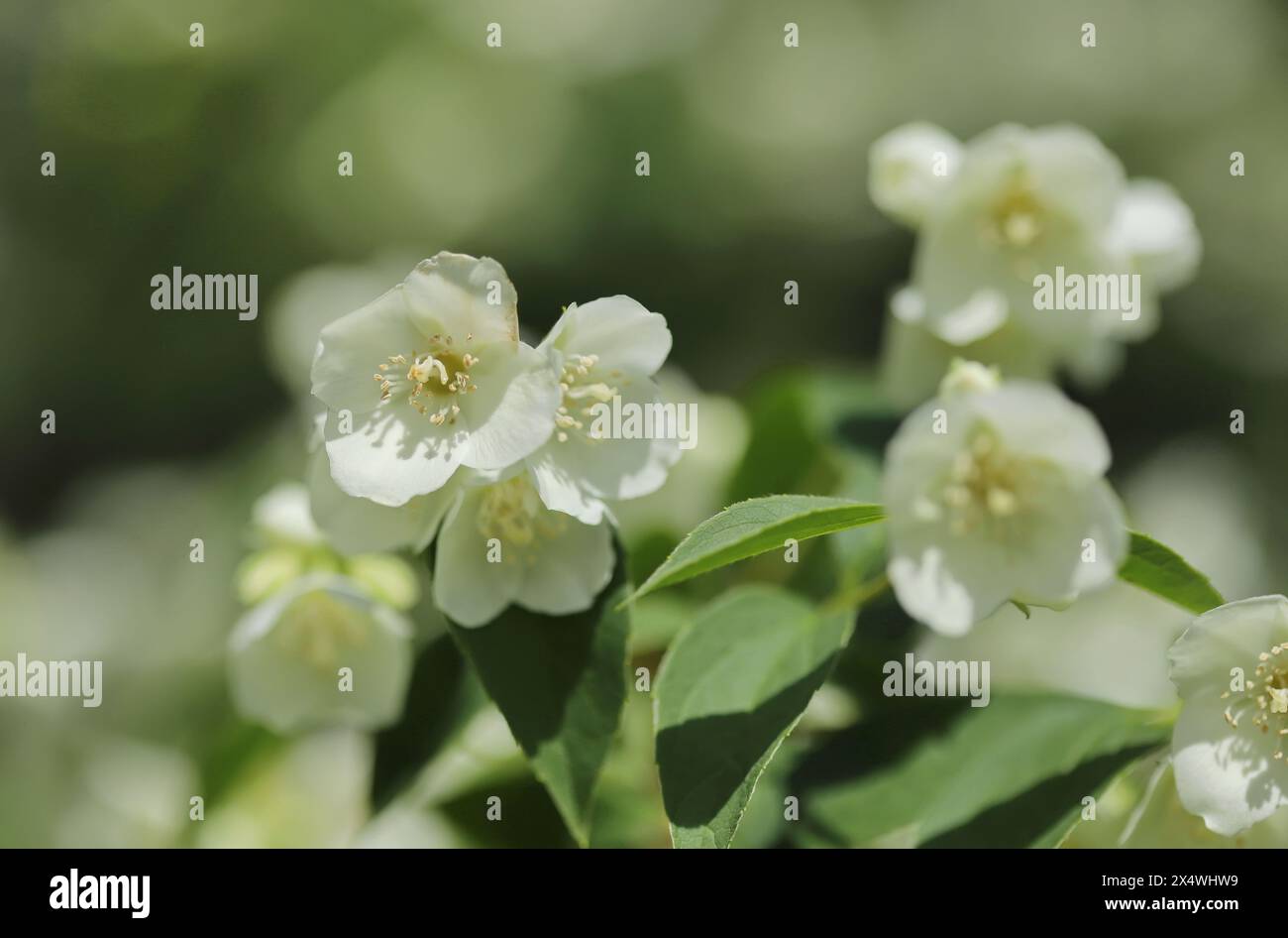 Orange fantaisie (Philadelphus coronarius) Banque D'Images