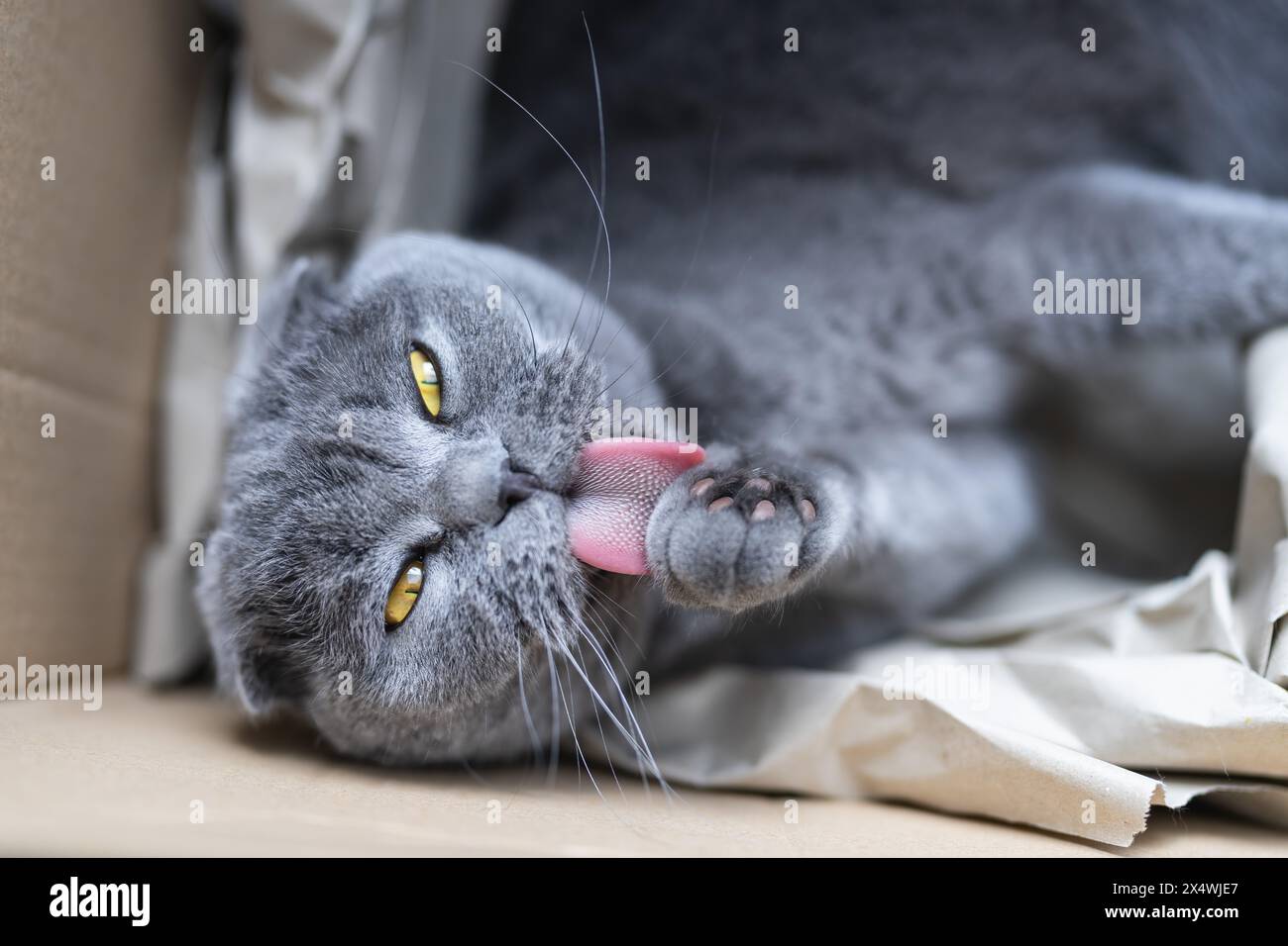 Chat Scottish Fold gris ludique toilettant sa patte à l'intérieur d'une boîte en carton avec la langue dehors Banque D'Images