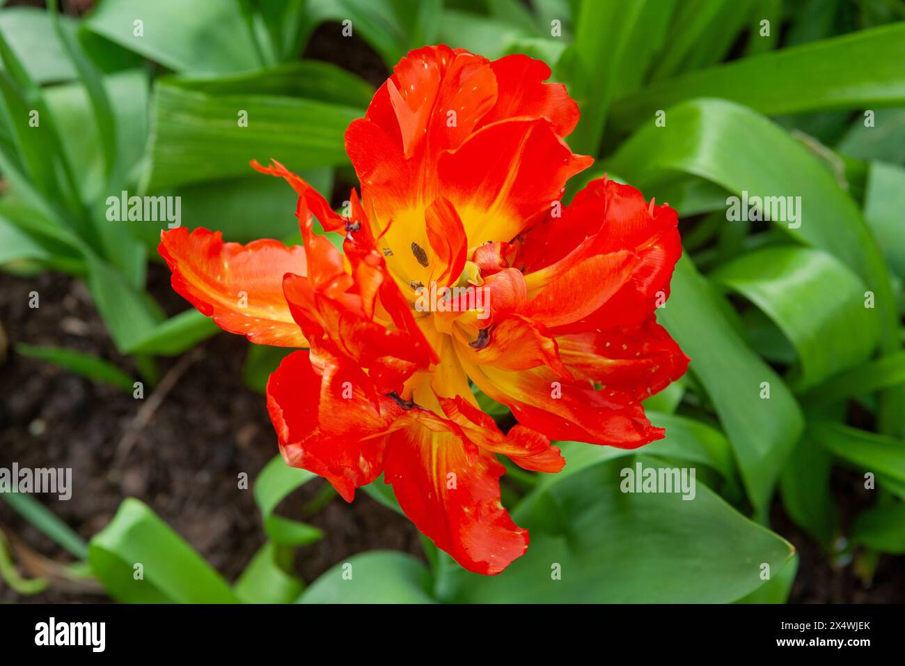 Tulip 'Monte Orange', jardins du château d'Arundel, West Sussex, Royaume-Uni Banque D'Images