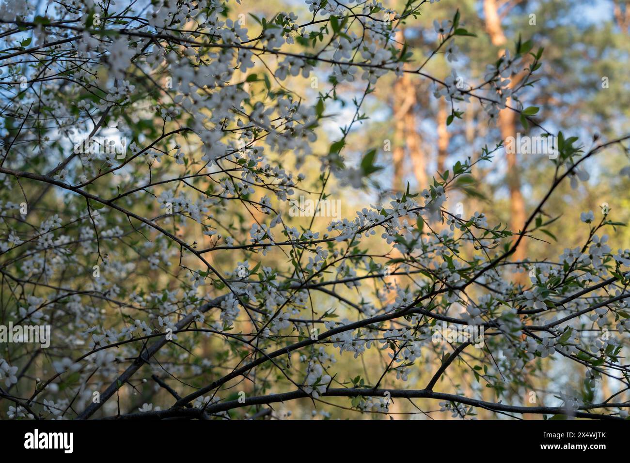 arbre, plante, paysage, nature, fleur, fleur, saison, printemps, printemps, printemps, feuille, extérieur, parc, cerise, avril, belle, floraison, environnement, jardin Banque D'Images