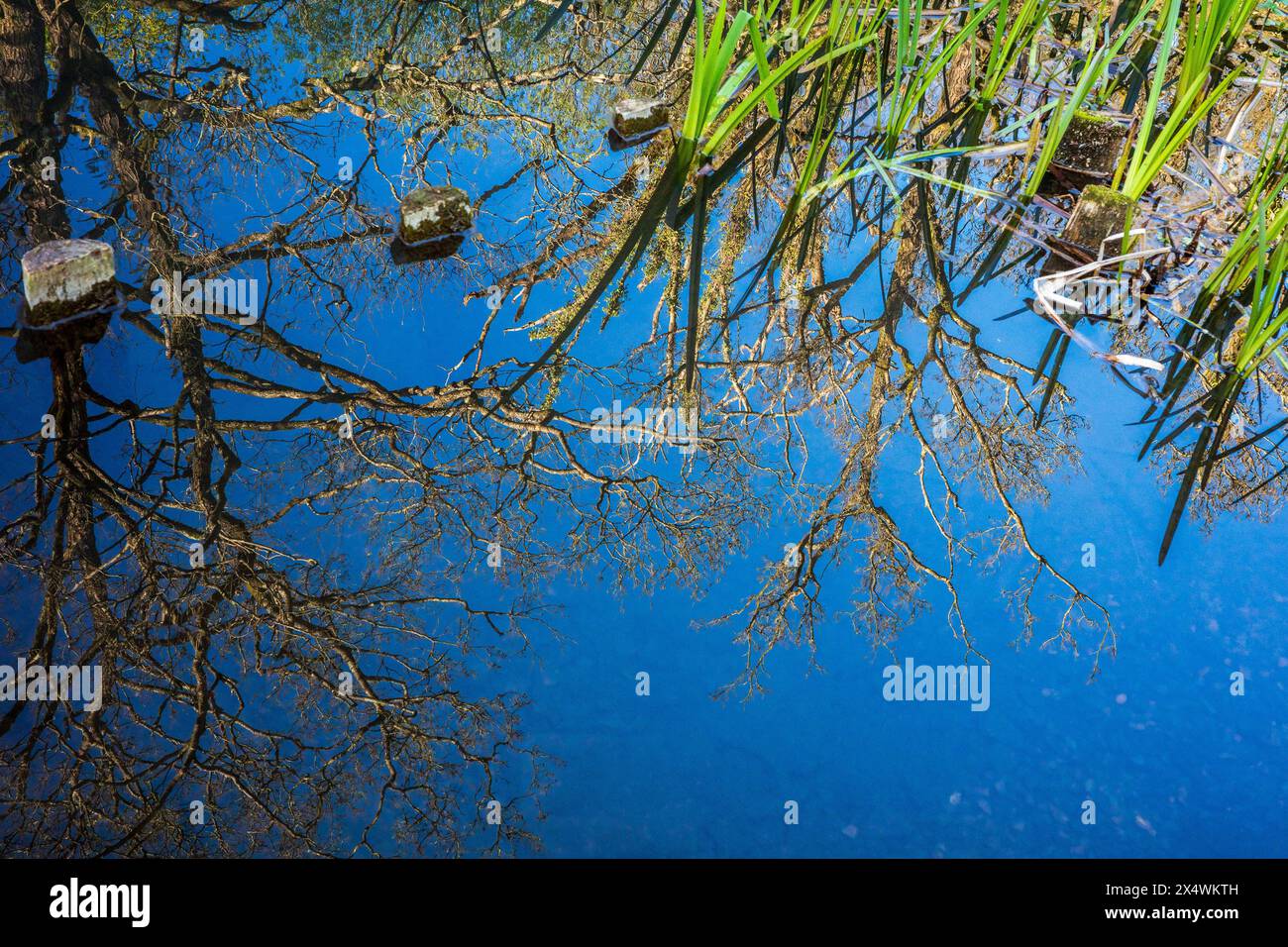 Reflet abstrait de branches et de roseaux à l'envers dans un lit d'étang. Abstrait coloré. Concept. Pleine conscience. Banque D'Images