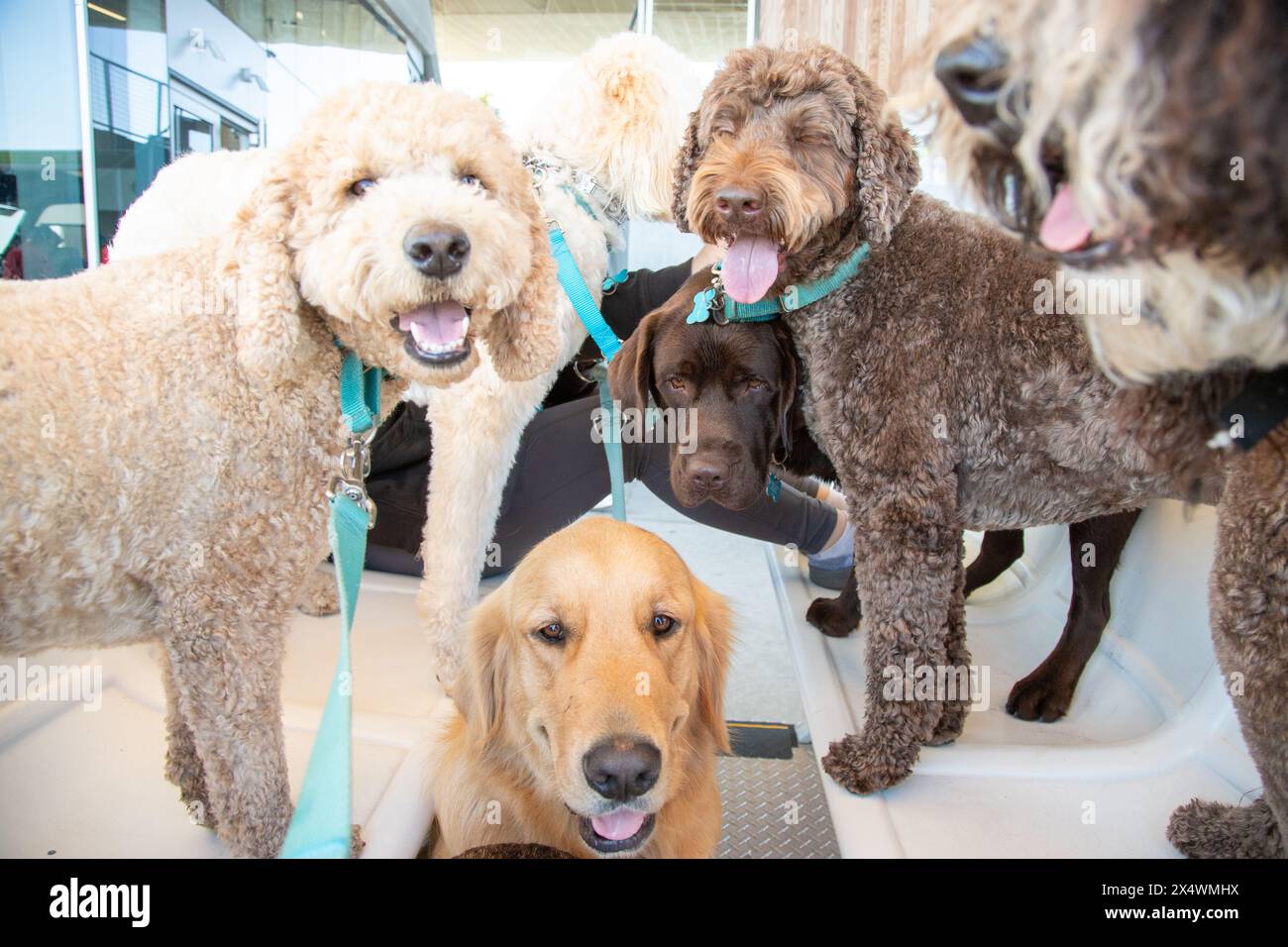 Golden Retriever, Chocolate Labrador Retriever, mini Goldendoodle, Bernedoodle et sur un tram, Floride, États-Unis Banque D'Images