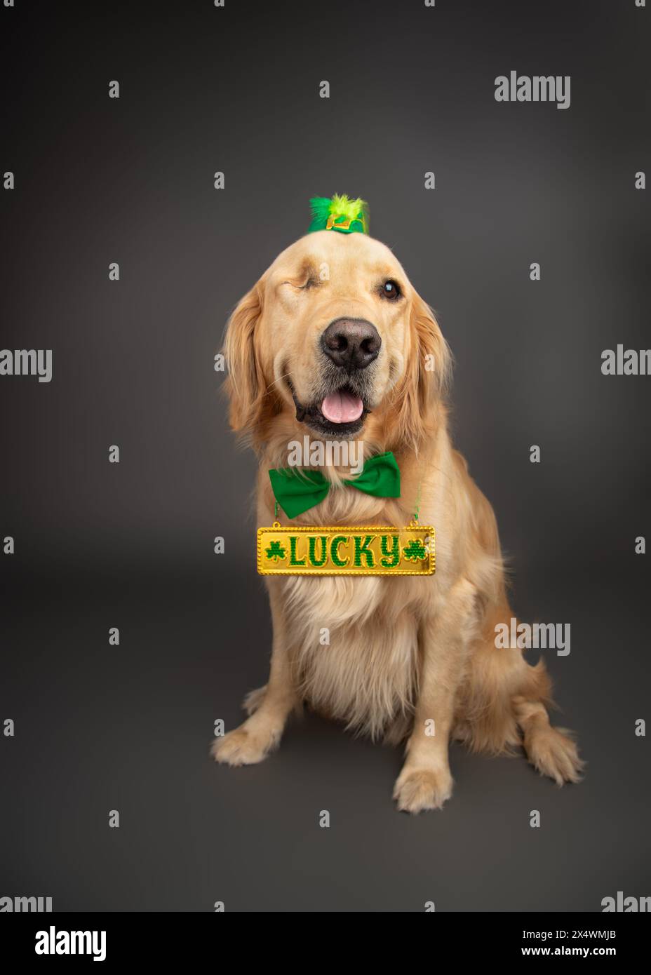 Golden Retriever à un oeil portant un porte-bonheur, un noeud papillon, un chapeau et un costume de la Saint Patrick Banque D'Images
