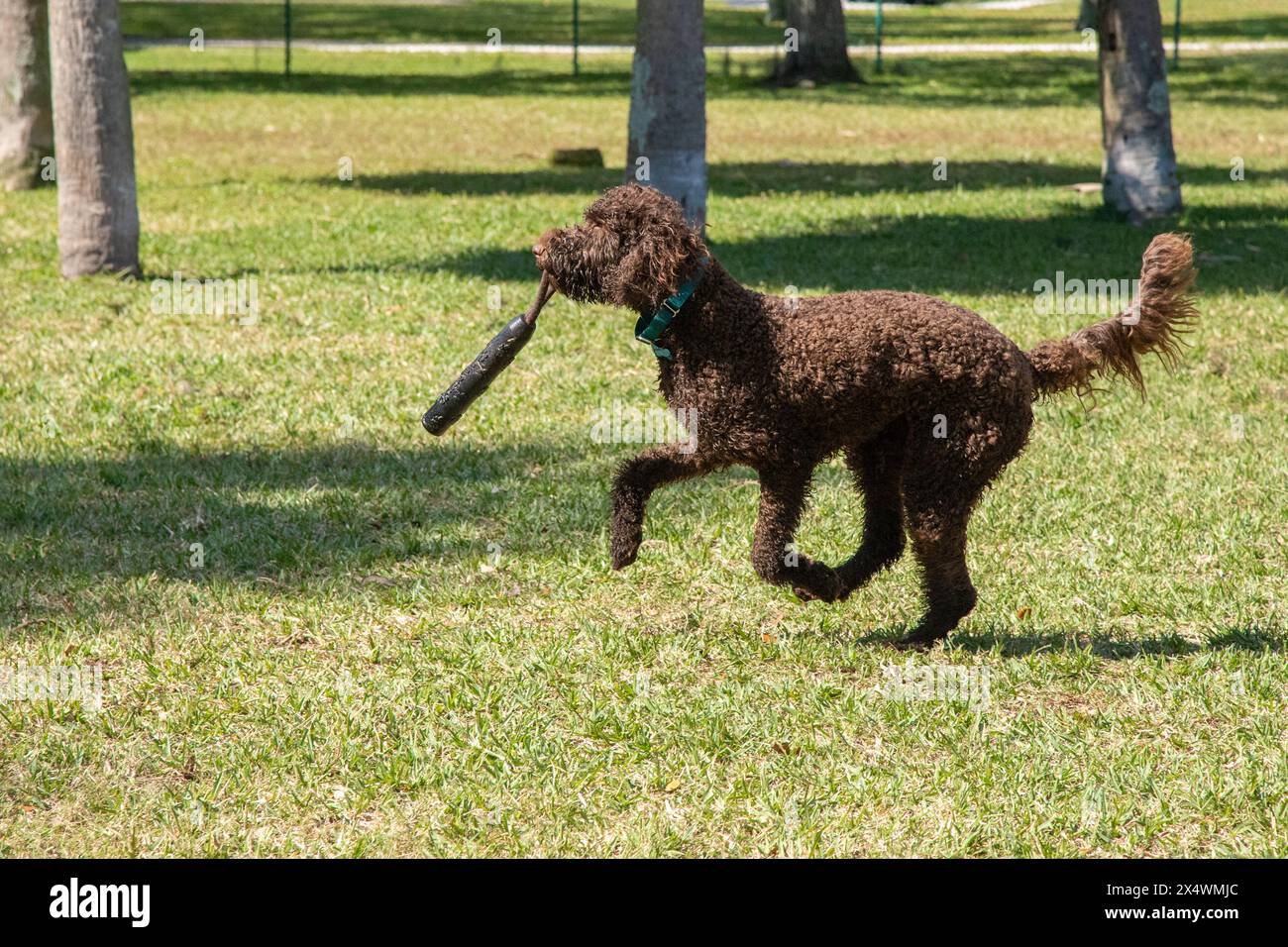 Labradoodle chocolat courant dans un parc pour chiens portant un jouet dans sa bouche, Floride, États-Unis Banque D'Images