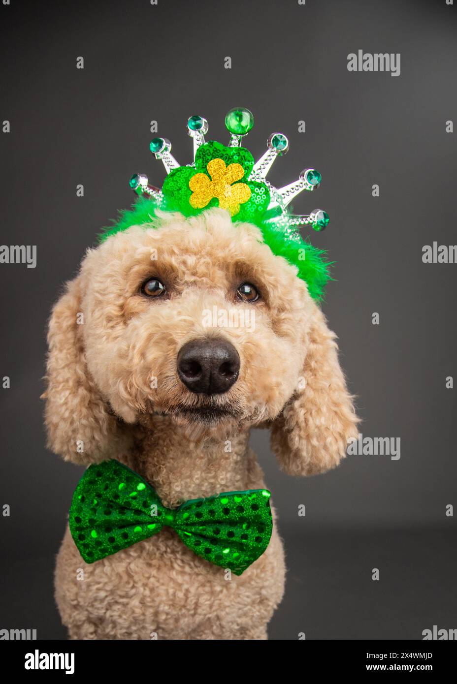 Mini doré vêtu d'un noeud papillon vert et d'une couronne pour la St Patrick Banque D'Images