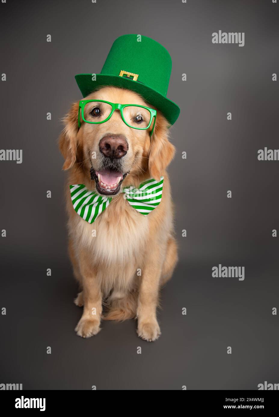 Golden Retriever vêtu d'un chapeau vert, d'un noeud papillon et de lunettes pour la St Patrick Banque D'Images