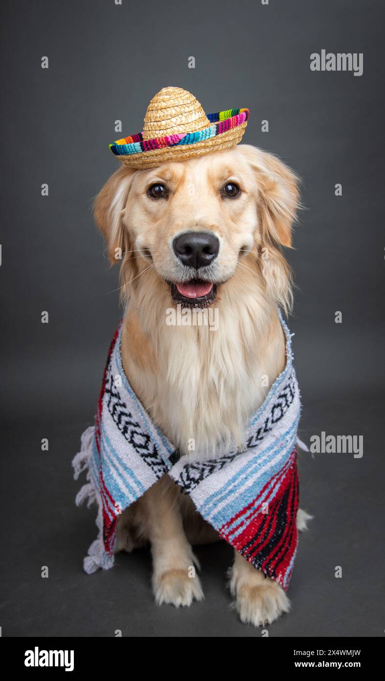 Golden Retriever portant une couverture mexicaine tissée (serape) et sombrero Banque D'Images