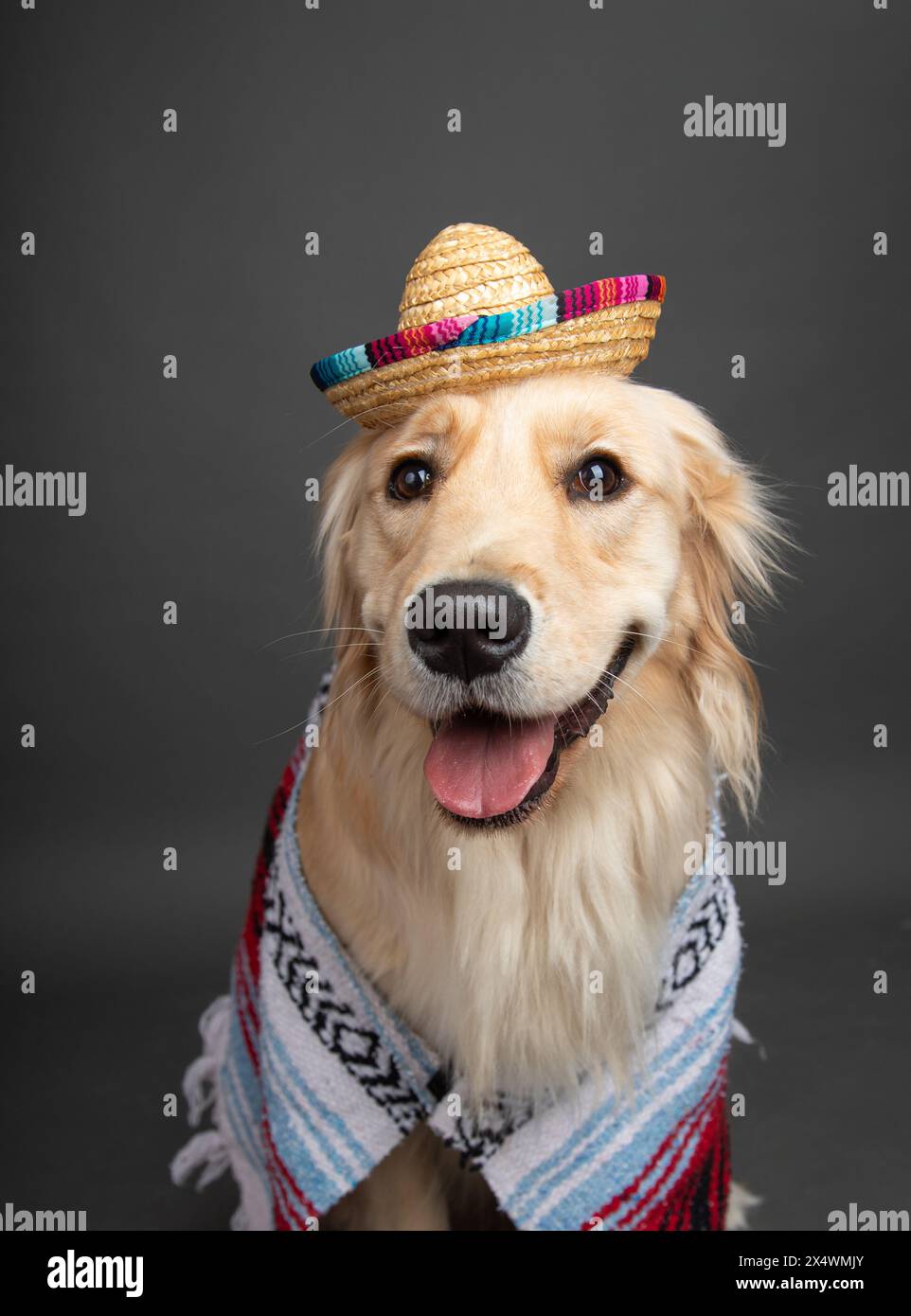 Golden Retriever portant une couverture mexicaine tissée (serape) et sombrero Banque D'Images