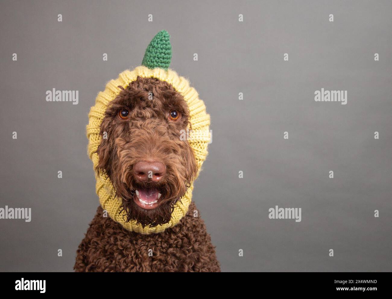 Labradoodle au chocolat portant une capuche snood aux fruits Banque D'Images