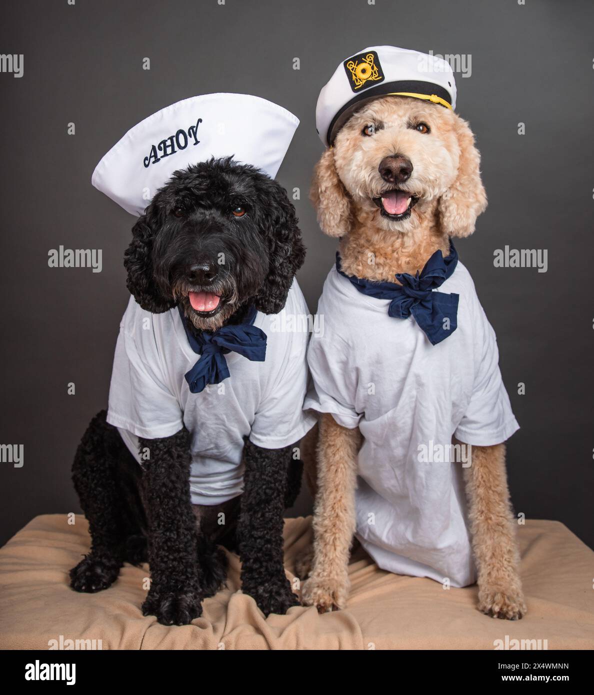 Deux labradoodles assis côte à côte vêtus de costumes de marin Banque D'Images