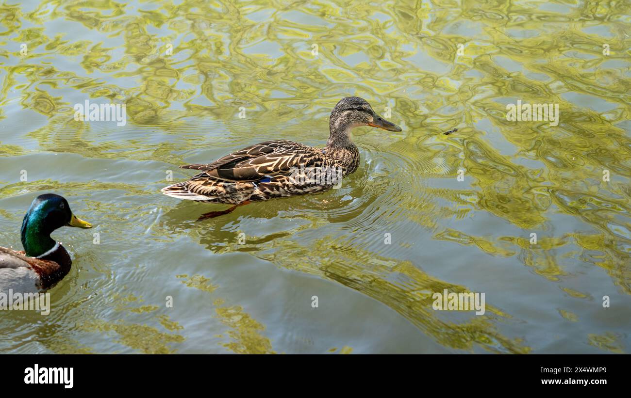 Le canard classique flotte sur un étang avec des motifs d'eau uniques Banque D'Images