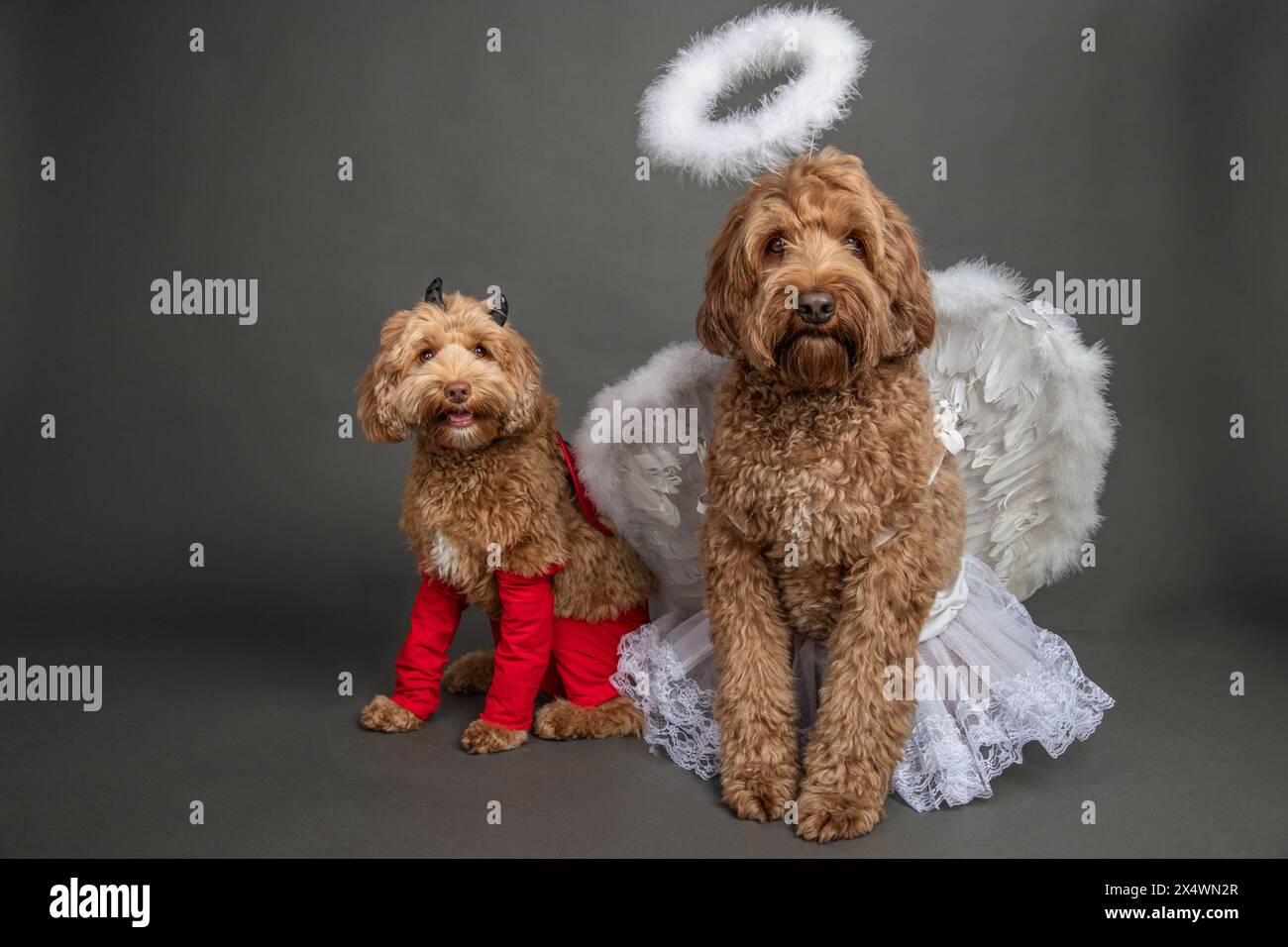 Portrait d'un mini goldendoodle et goldendoodle habillé comme un ange et le diable Banque D'Images