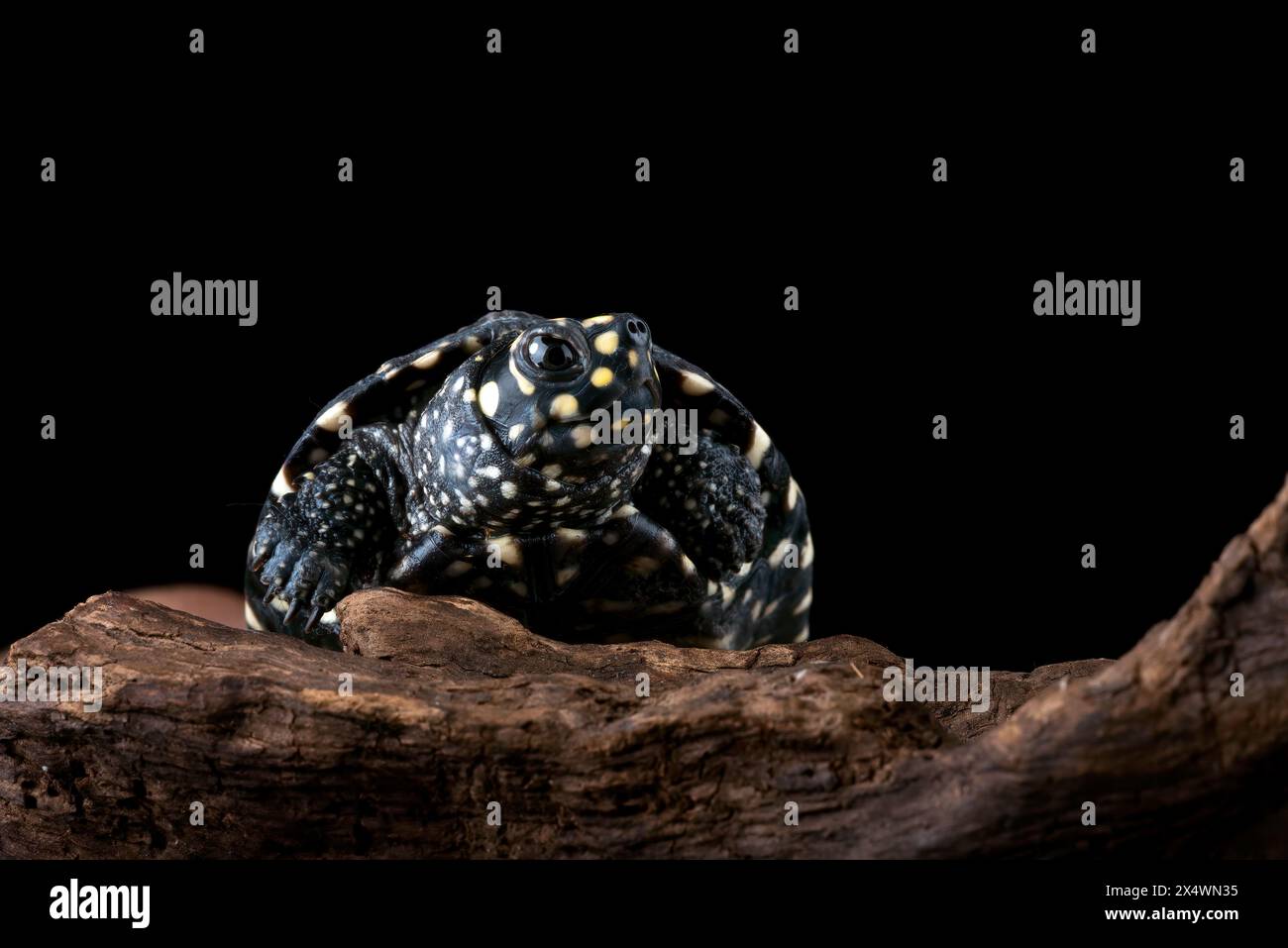 Gros plan d'une tortue tachetée sur une bûche, Indonésie Banque D'Images