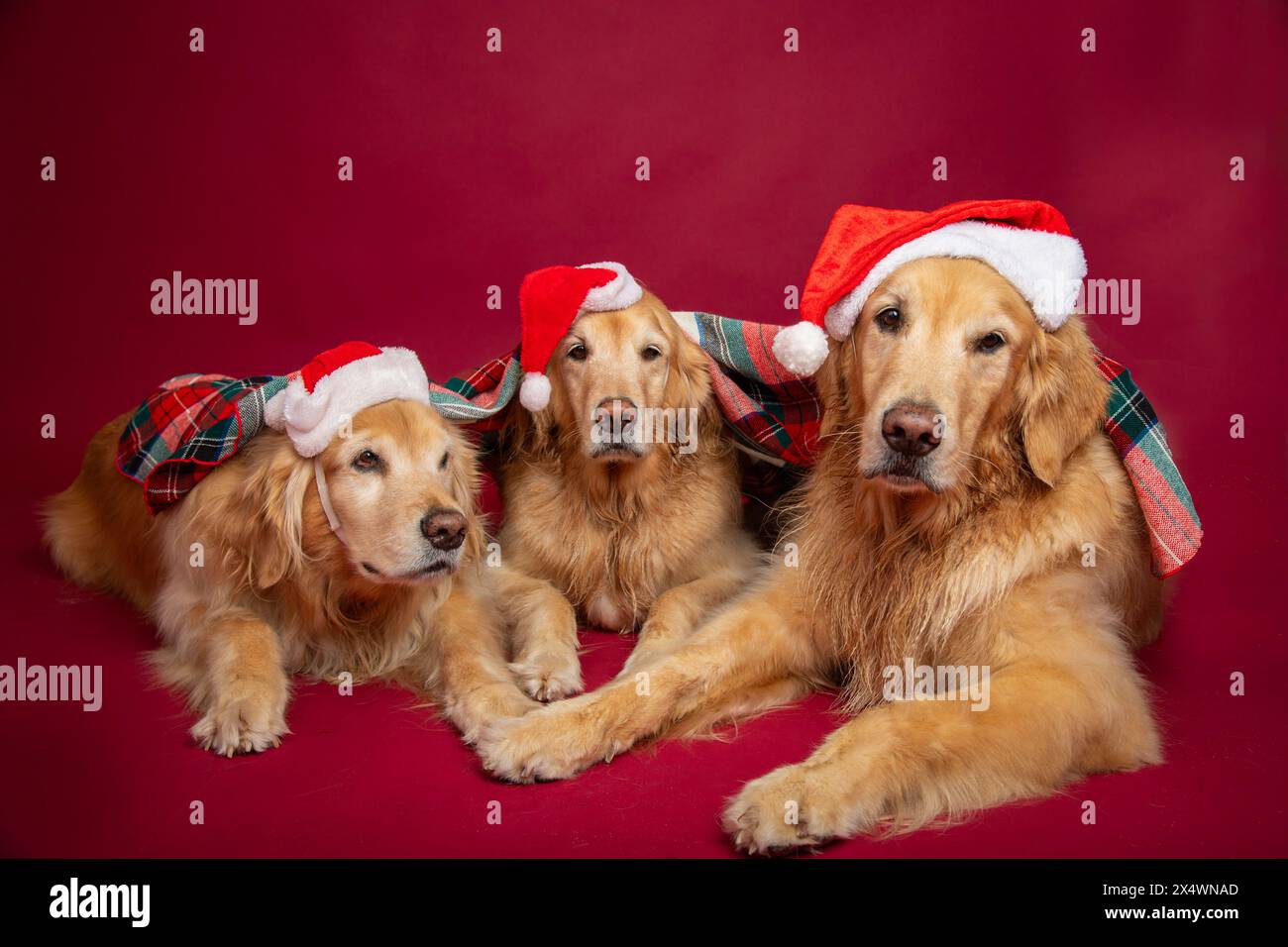 Trois Golden retrievers portant des chapeaux de Père Noël couchés sous une couverture Banque D'Images