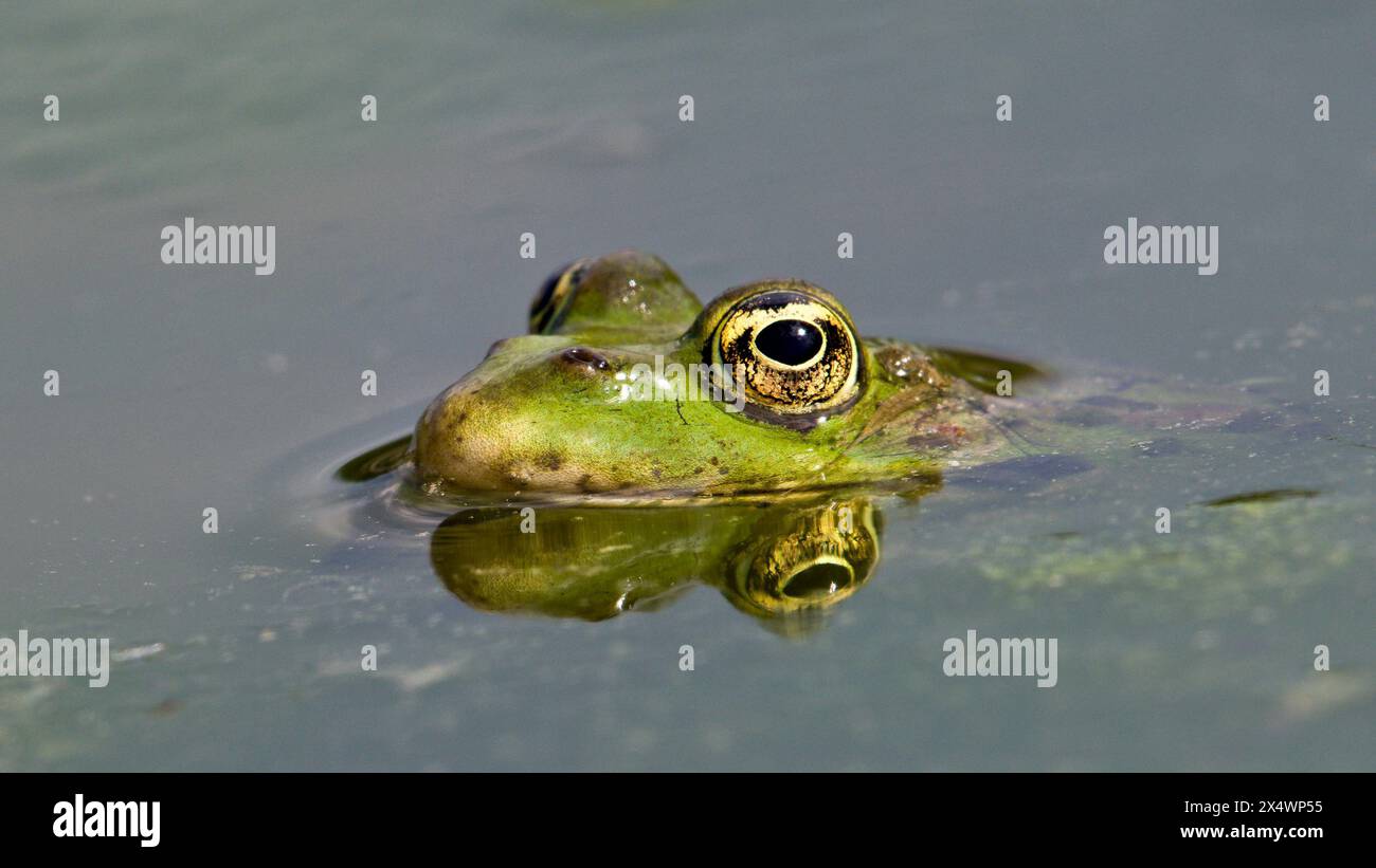 Pelophylax ridibundus aka grenouille des marais européens. Réflexion sur la surface de l'eau. Banque D'Images