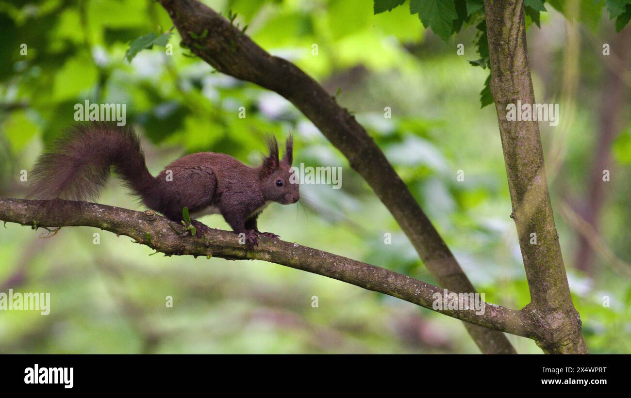 Sciurus vulgaris aka l'écureuil rouge (forme noire) grimpe sur l'arbre au printemps. Banque D'Images