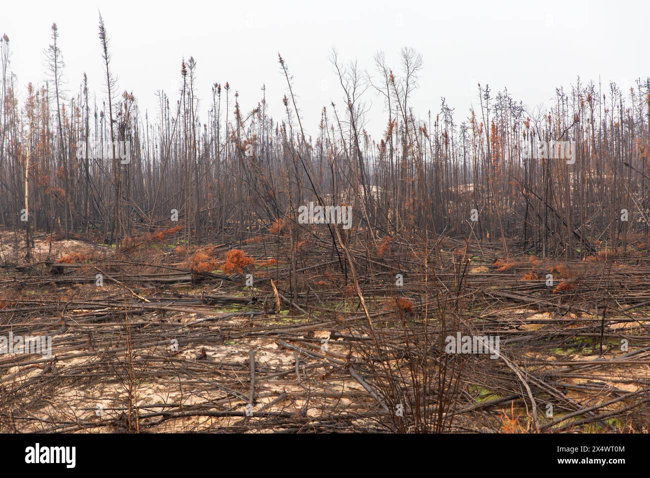 Arbres brûlés et tombés des feux de forêt, Territoires du Nord-Ouest, Canada. Plus de 4 millions d'hectares de forêt brûlés en 2023. Banque D'Images