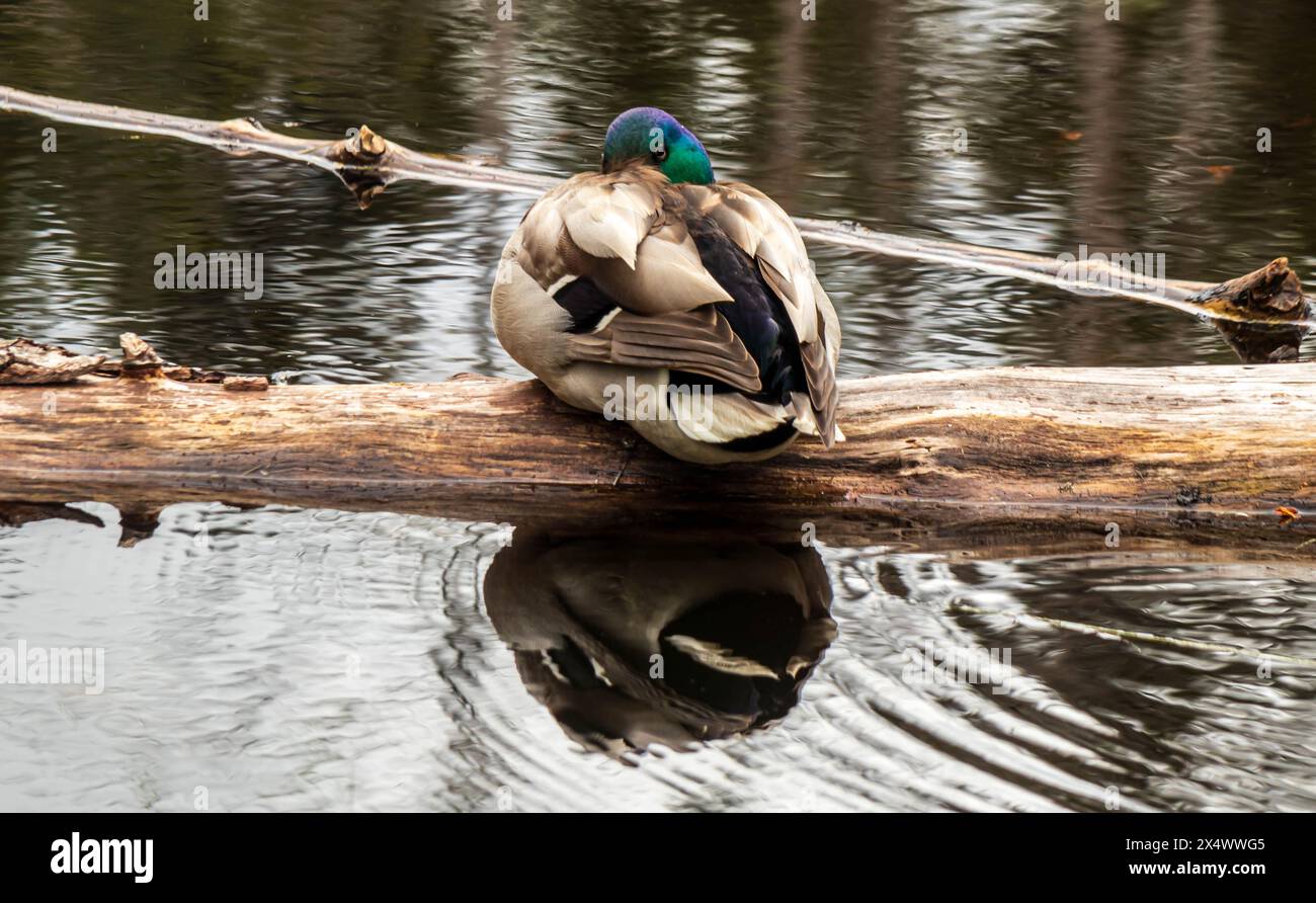 Canard colvert mâle reposant dans une aire de conservation de l'île de Vancouver. Banque D'Images