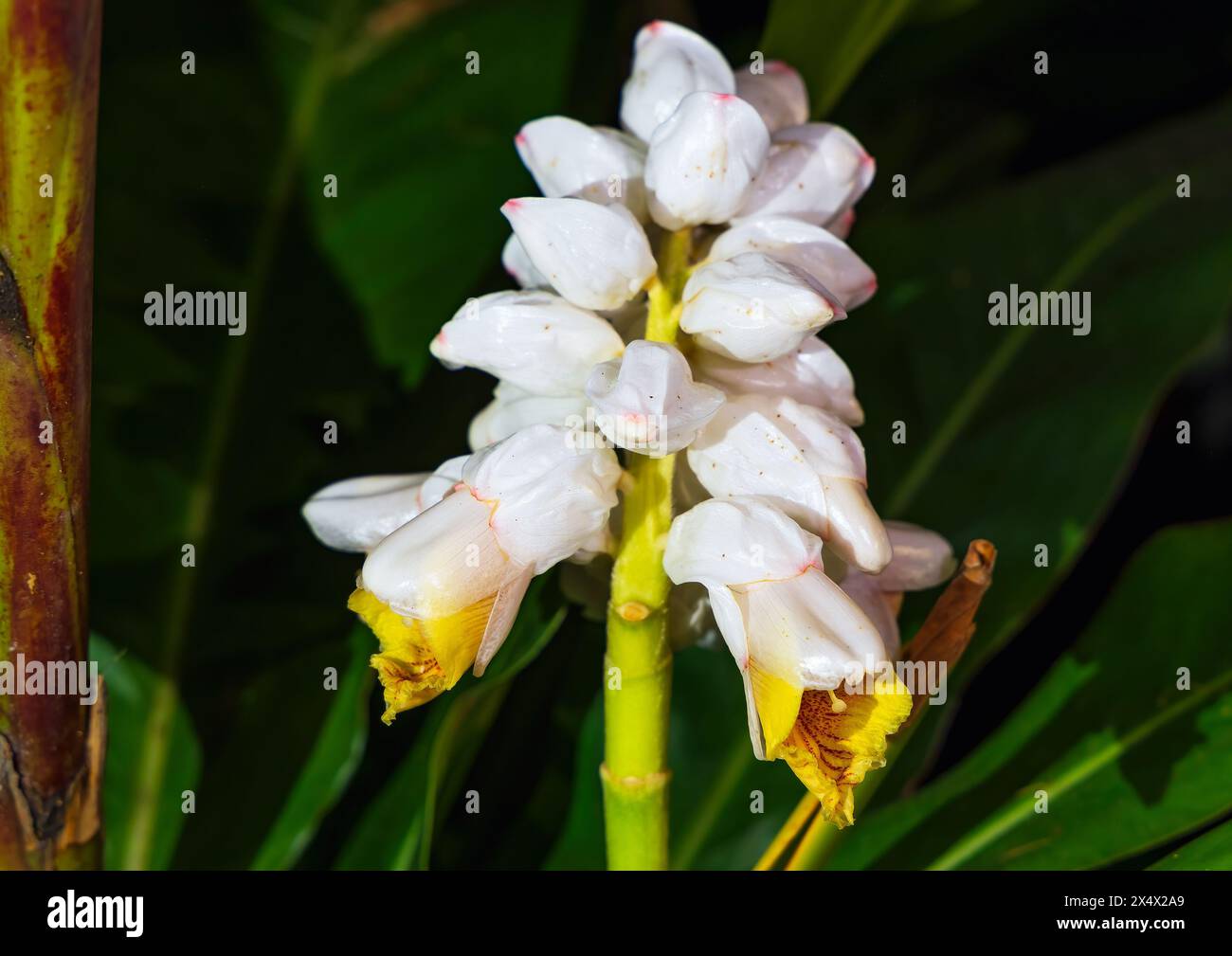 Alpinia zerumbet Banque D'Images
