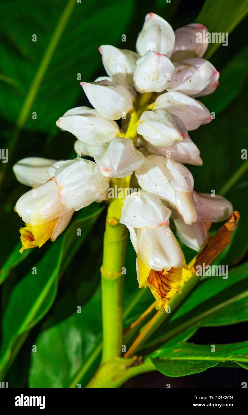 Alpinia zerumbet Banque D'Images