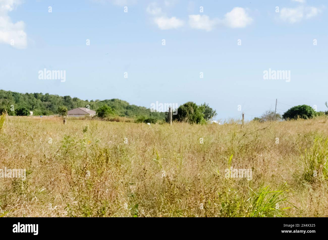 L'herbe recouvre un paysage bordé par une chaîne de montagnes en arrière-plan. Banque D'Images