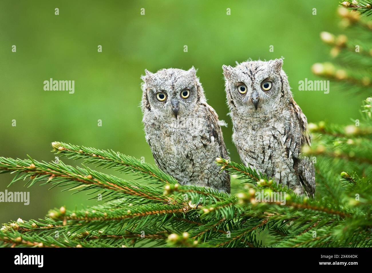 Scops hibou Otus Sops oiseau jeune plume de hibou à longues oreilles du nord assis sur la branche peluche poussiéreuse nature sauvage chat à cornes moindres, bel animal, oiseau Banque D'Images