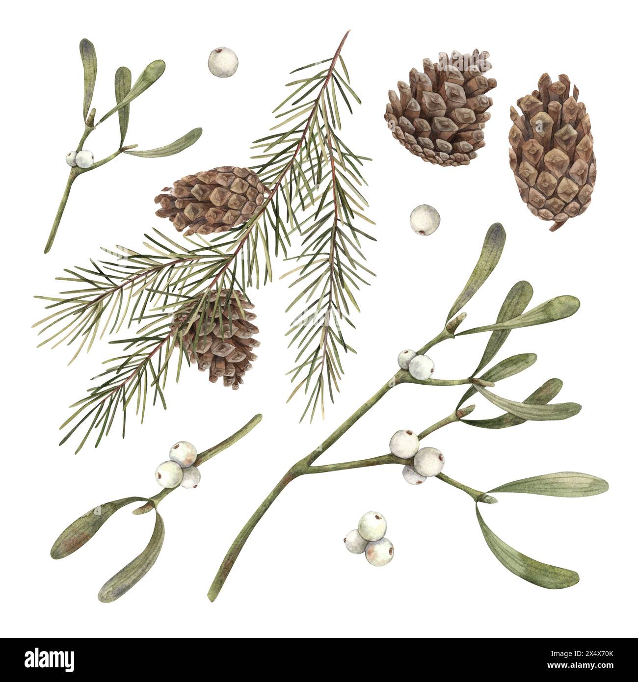 Branches de sapin, pommes de pin et gui, ensemble de Noël d'illustrations botaniques à l'aquarelle sur fond isolé. Dessin pour Noël et nouvel an Banque D'Images