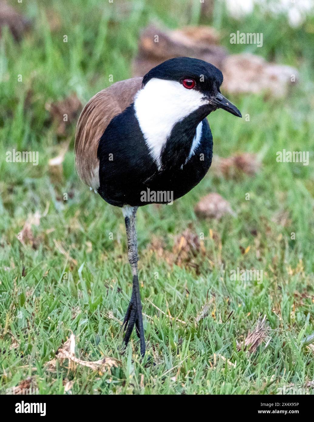 Le marais d'Akrotiri, ( Vanellus spinosus ). Chypre Banque D'Images