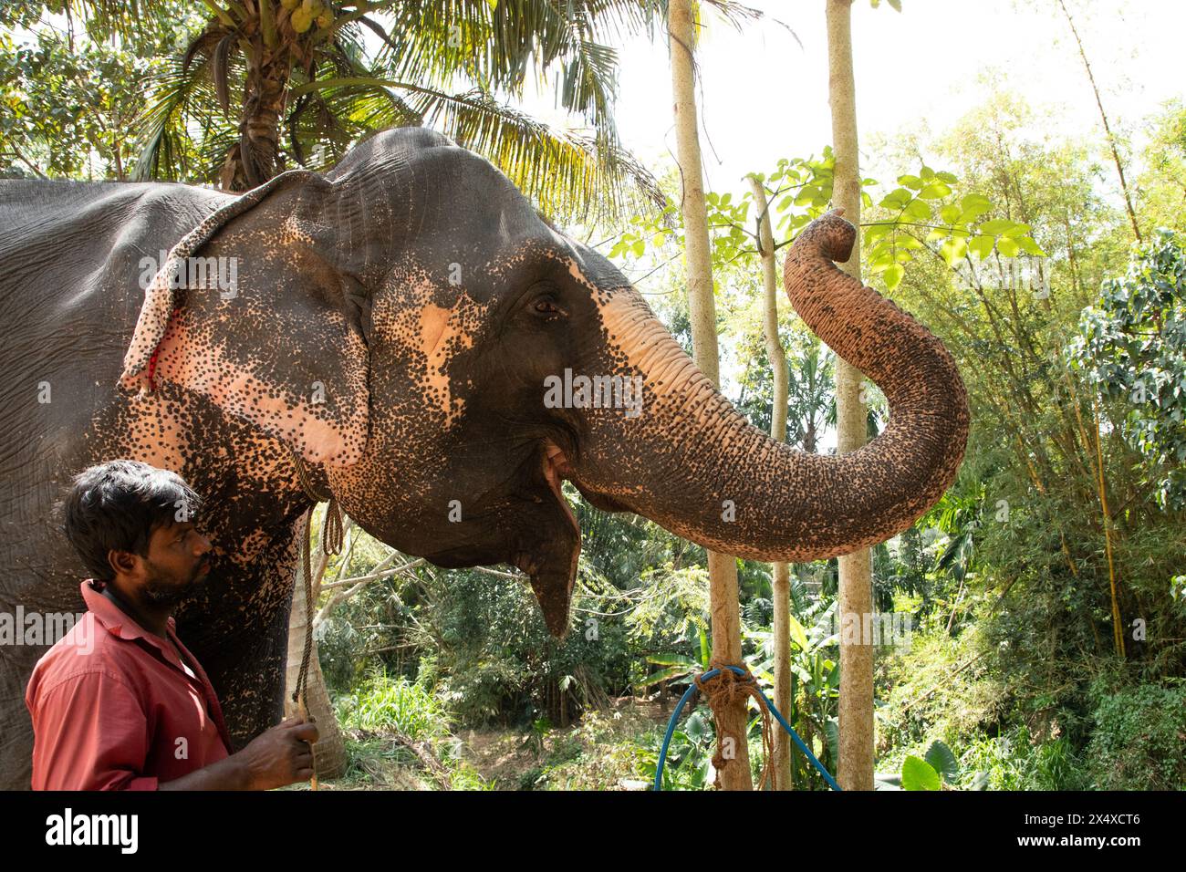 Sri Lanka 10 février 2023. Jeune homme sri-lankais vêtu de vêtements d'été lumineux sourit et se tient près d'un grand palmier sur un chemin de terre à côté de son e Banque D'Images