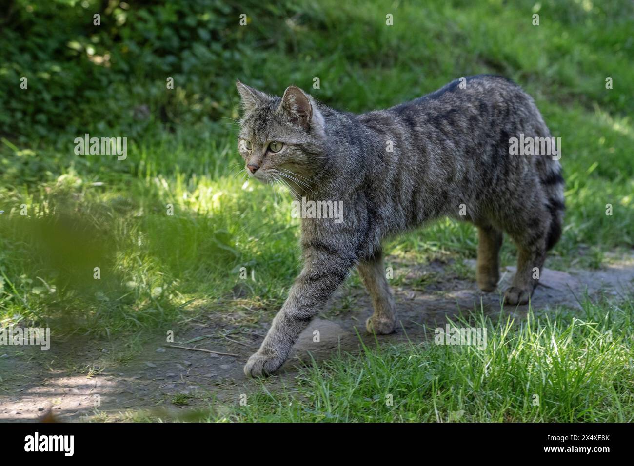 Chat sauvage (Felis silvestris), captive, Hütscheroda, Thuringe, Allemagne, Europe Banque D'Images