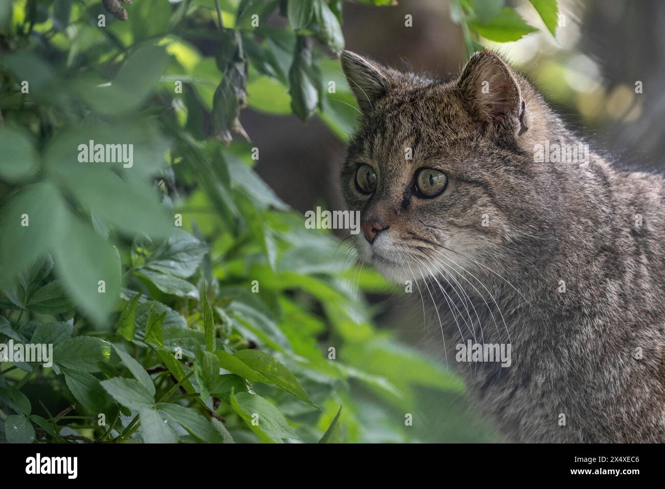 Chat sauvage (Felis silvestris), captif, portrait, Hütscheroda, Thuringe, Allemagne, Europe Banque D'Images