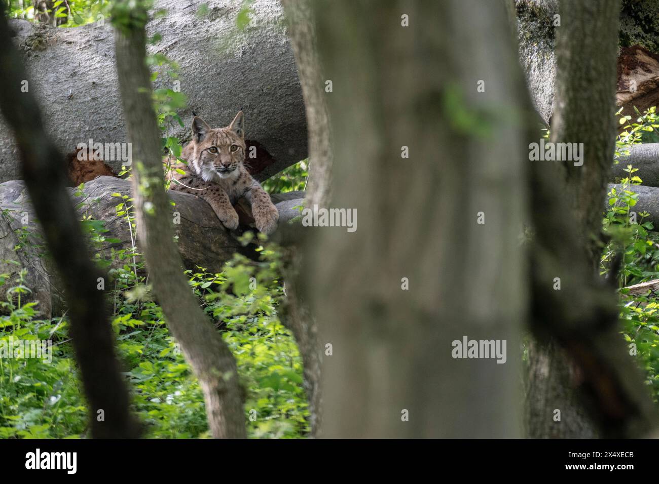 Lynx eurasien (Lynx lynx), captive), enceinte de coordination Hütscheroda, Thuringe, Allemagne, Europe Banque D'Images