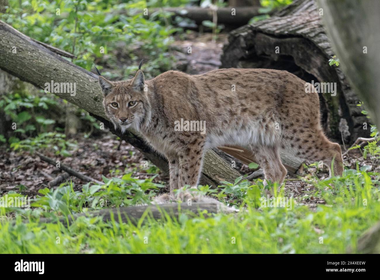 Lynx eurasien (Lynx lynx), captive), enceinte de coordination Hütscheroda, Thuringe, Allemagne, Europe Banque D'Images