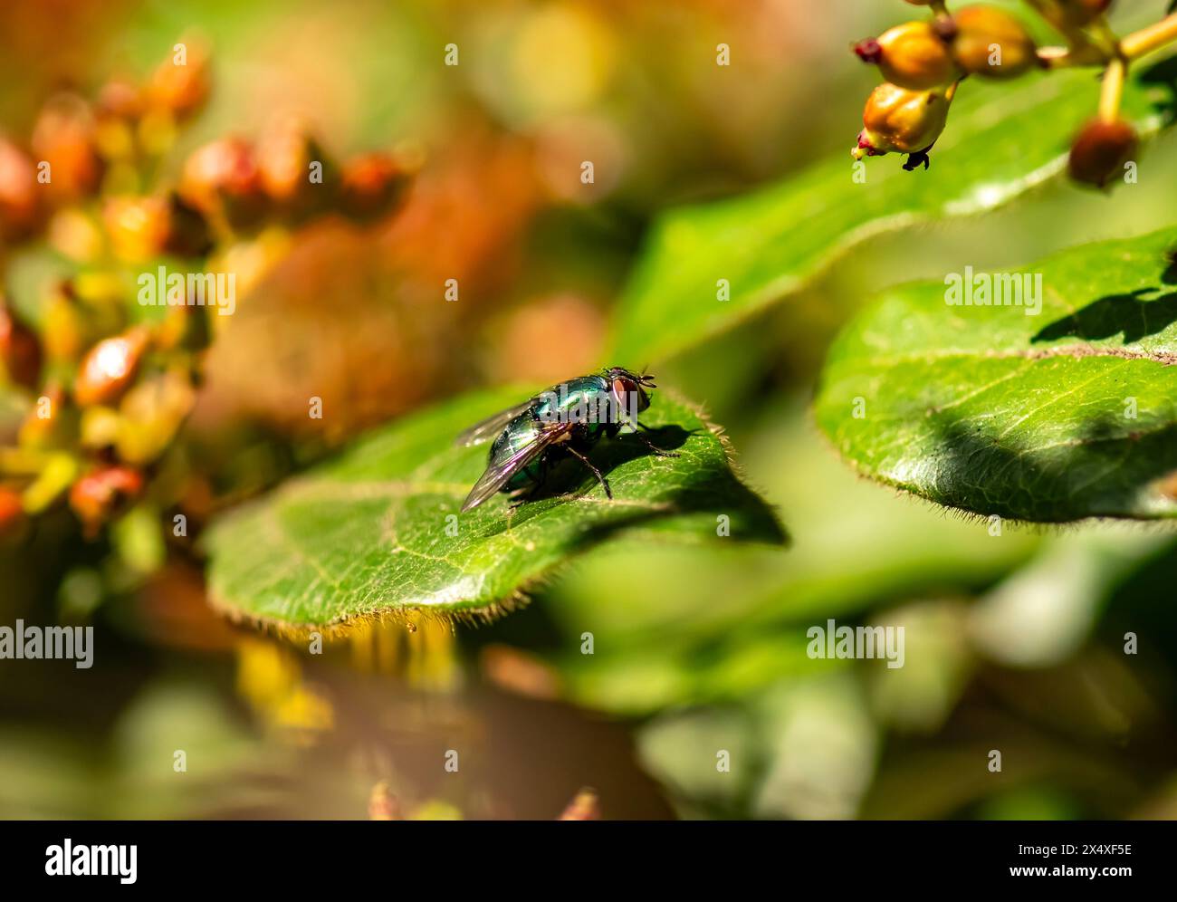 Calliphora vomitoria, connue sous le nom de mouche de bouteille bleue Banque D'Images