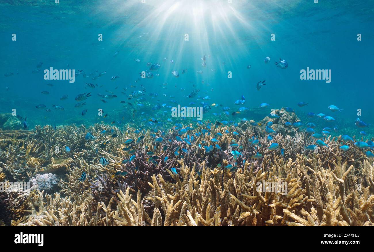 Récif corallien avec poissons et lumière du soleil sous l'eau dans l'océan Pacifique sud, Nouvelle-Calédonie Banque D'Images
