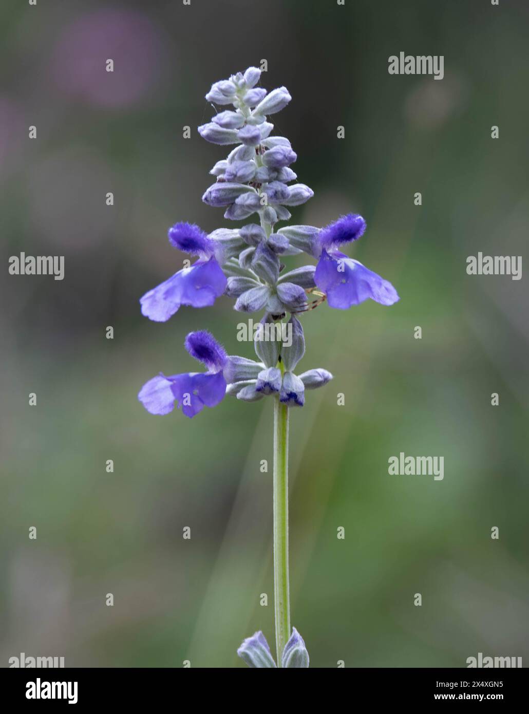 Sauge farinacée (salvia farinacea) Banque D'Images