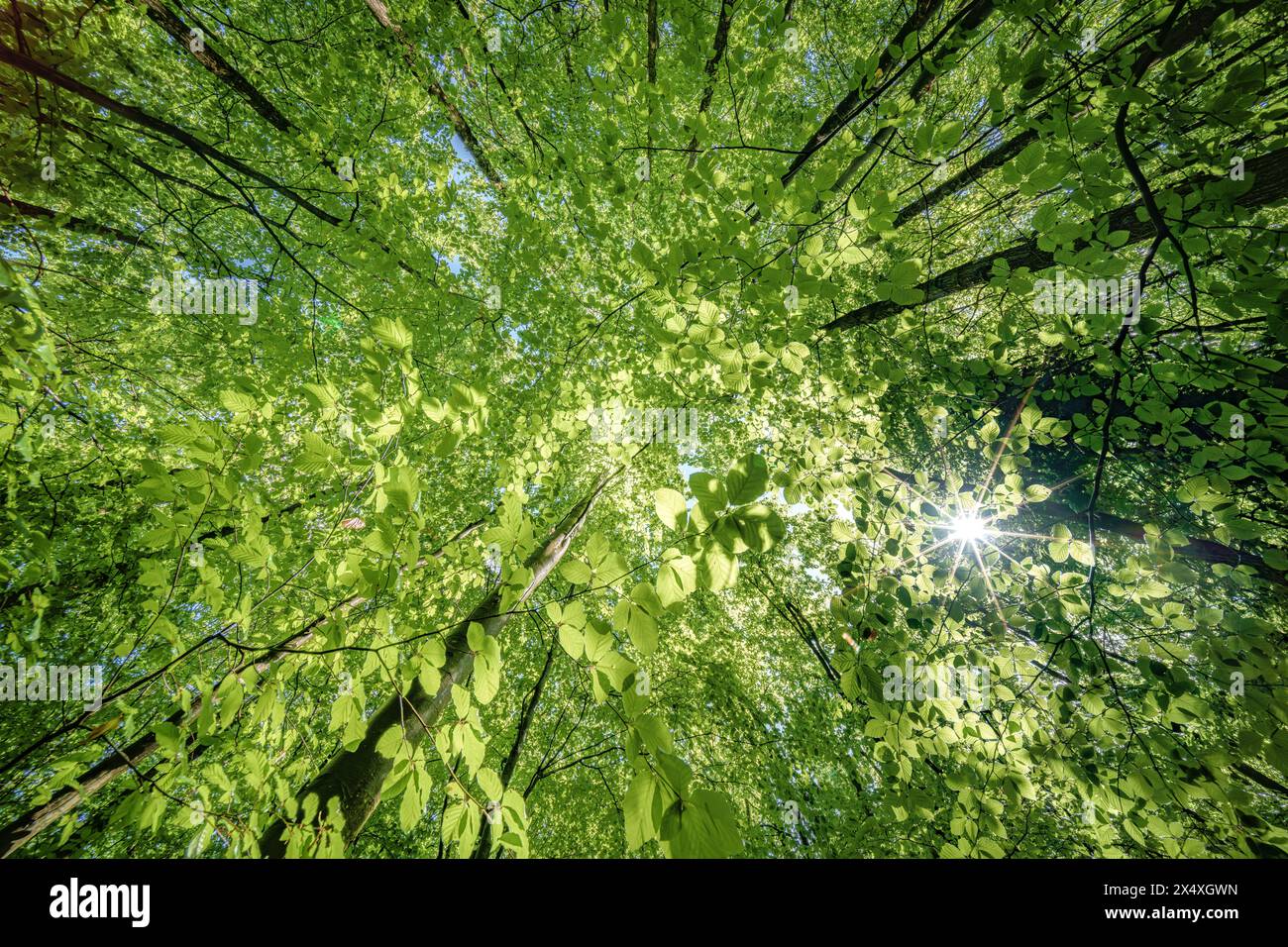 Observer le soleil jeter un coup d'œil à travers les branches des arbres dans une forêt de feuillus, entourée d'un couvert végétal luxuriant et d'imposants troncs de bois Banque D'Images
