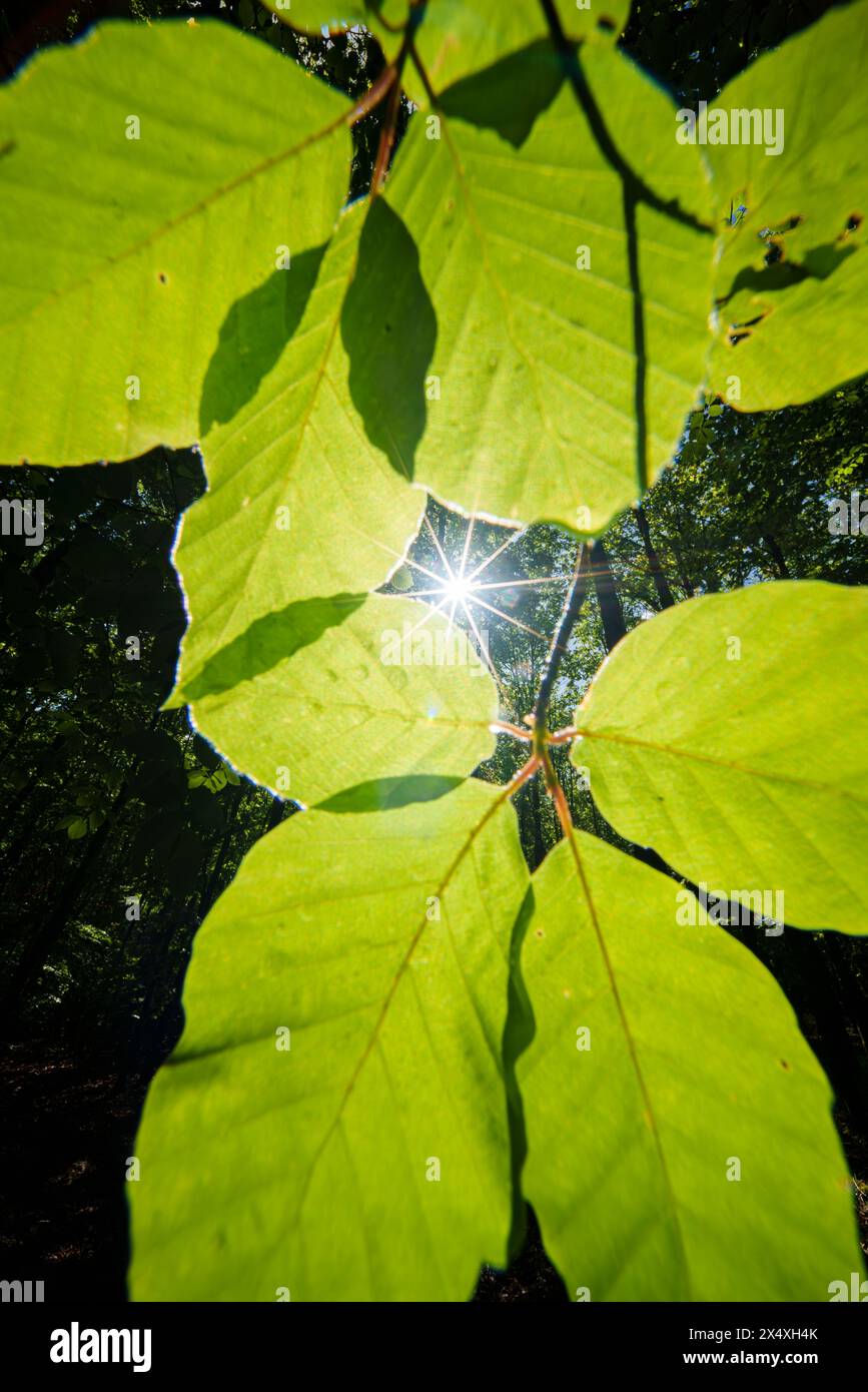 La lumière du soleil filtre à travers le feuillage d'un arbre dans la forêt, créant de belles teintes et nuances ressemblant à une peinture d'une plante terrestre Banque D'Images