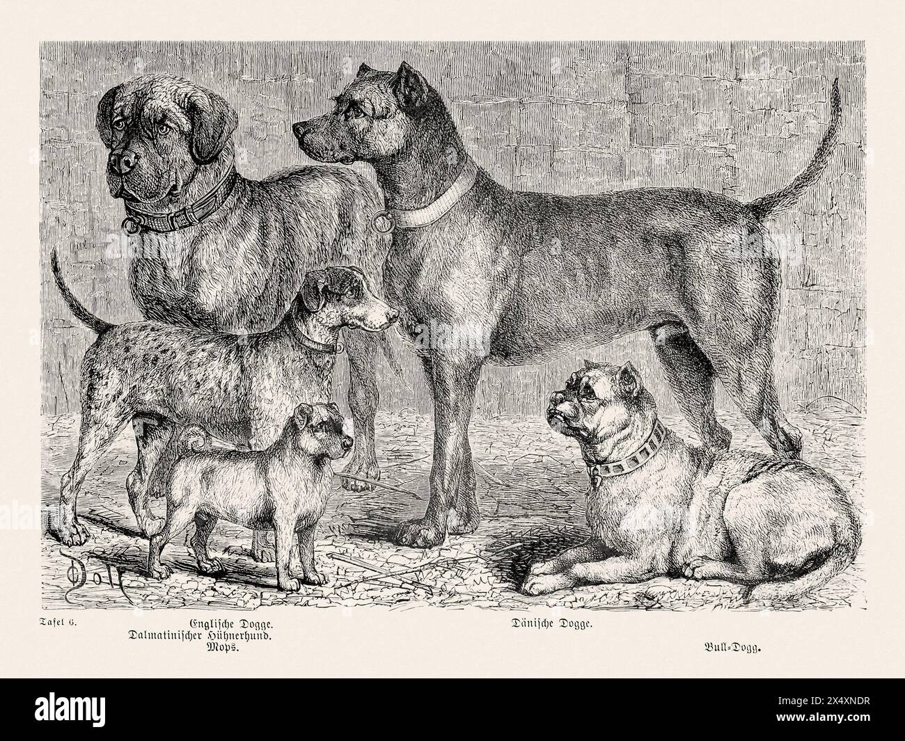 Illustration de chien de race pure du 19e siècle. Illustration vintage exquise, capturant la présence royale d'un seul chien distingué de race pure. Banque D'Images