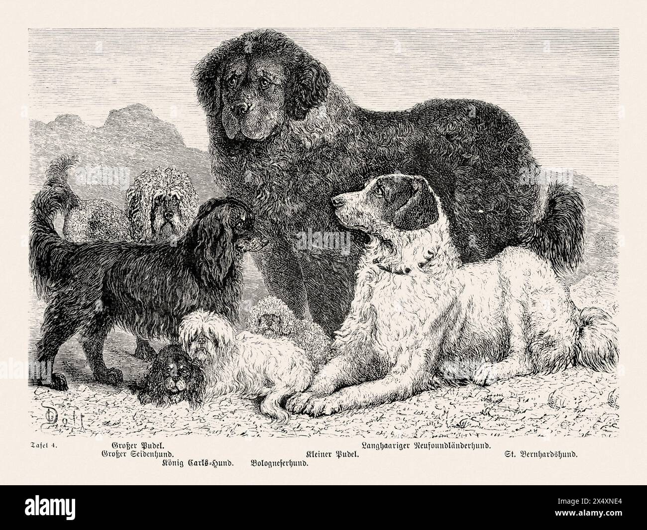 Illustration de chien de race pure du 19e siècle. Illustration vintage exquise, capturant la présence royale d'un seul chien distingué de race pure. Banque D'Images